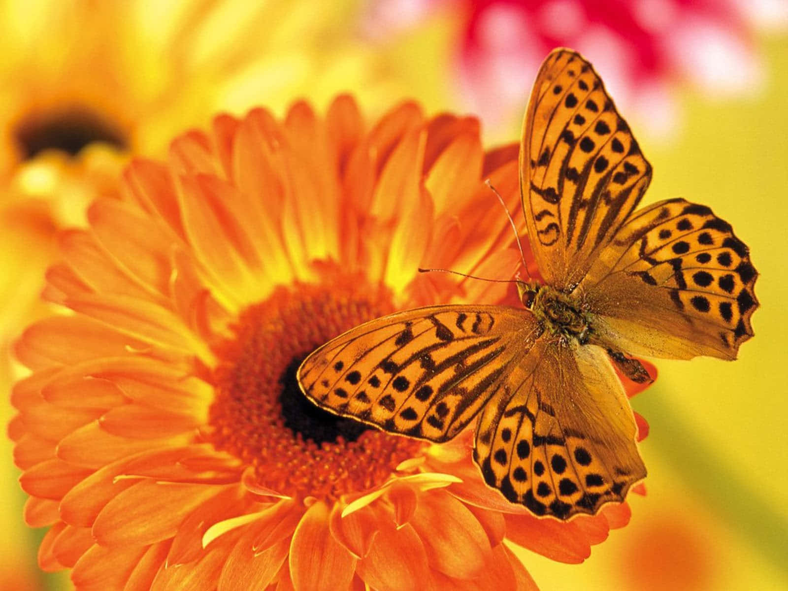 Emerging Butterfly 桌布 壁紙 — 一隻鮮豔的橙色蝴蝶帶有黑色斑點，輕柔地停在一朵明亮的橙色非洲菊雛菊上，背景是柔和模糊的花卉。