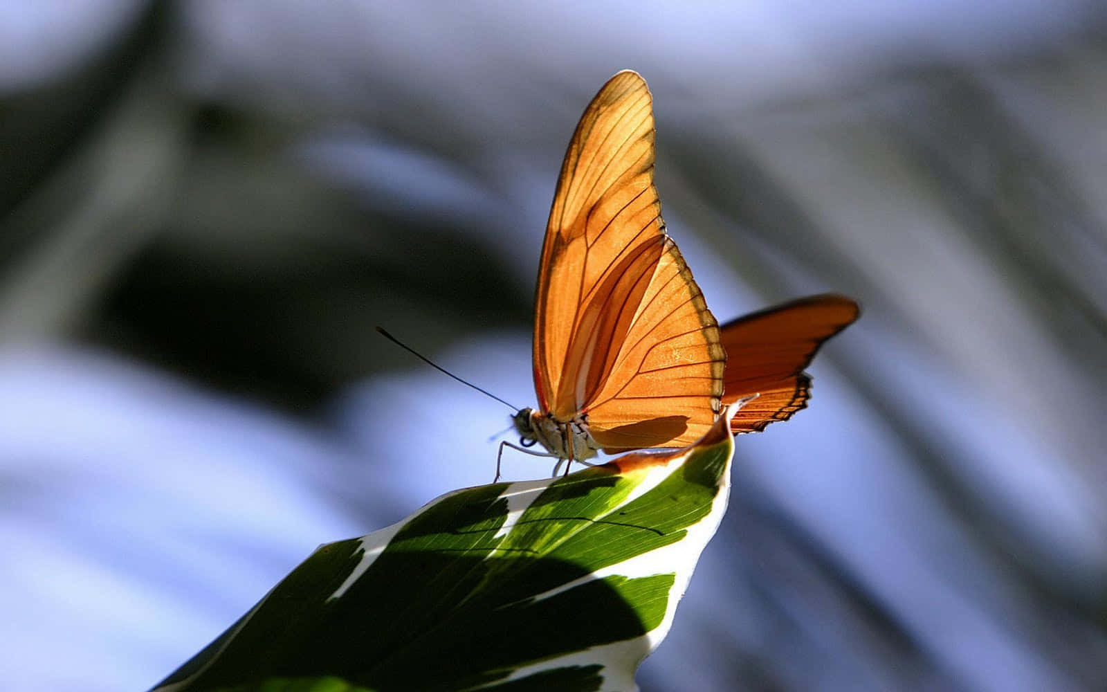 Butterfly Watching 桌布 壁紙 — 一隻鮮豔的橙色蝴蝶輕柔地停在一片陽光照射的綠葉上，背景是柔和模糊的藍色。