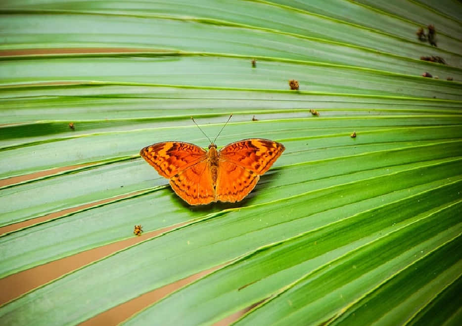 Butterfly Zoo 桌布 壁紙 — 一隻鮮豔的橙色蝴蝶輕輕地停在一片帶有清晰葉脈和細小棕色斑點的大型綠色棕櫚葉上。