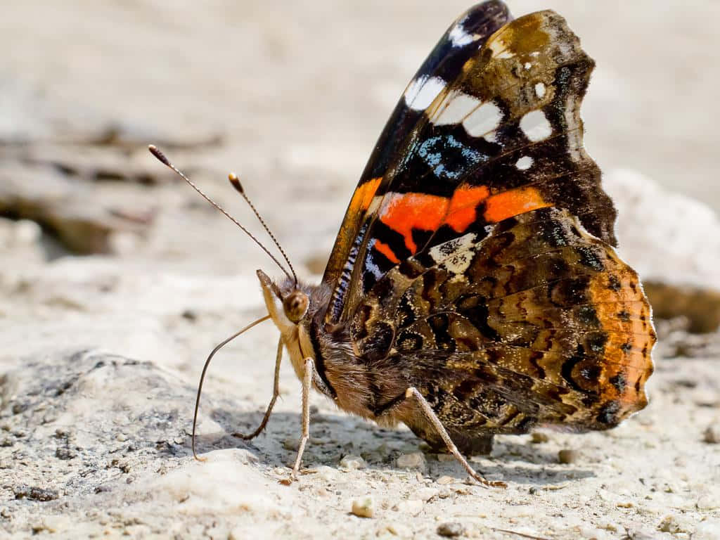 Red Admiral Butterfly 桌布 壁紙 — 一隻鮮豔的紅、橙、黑、白色蝴蝶在明亮的陽光下，輕柔地停在淺灰色的沙岩上。