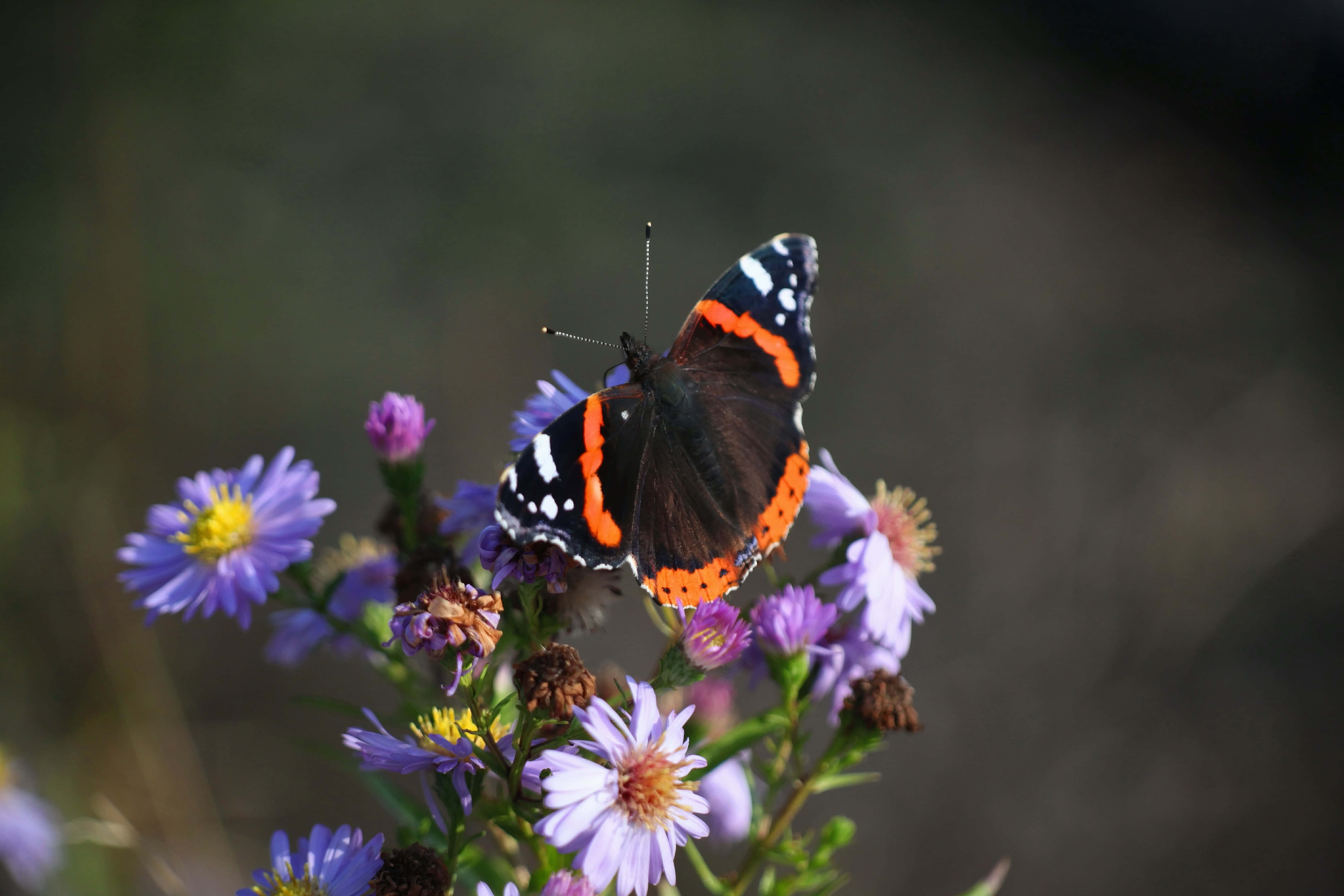 Red Admiral Butterfly 桌布 壁紙 — 一隻鮮豔的紅橙色和黑色蝴蝶，輕輕停落在帶有黃色中心的紫色紫菀上，背景是柔和模糊的自然景色。