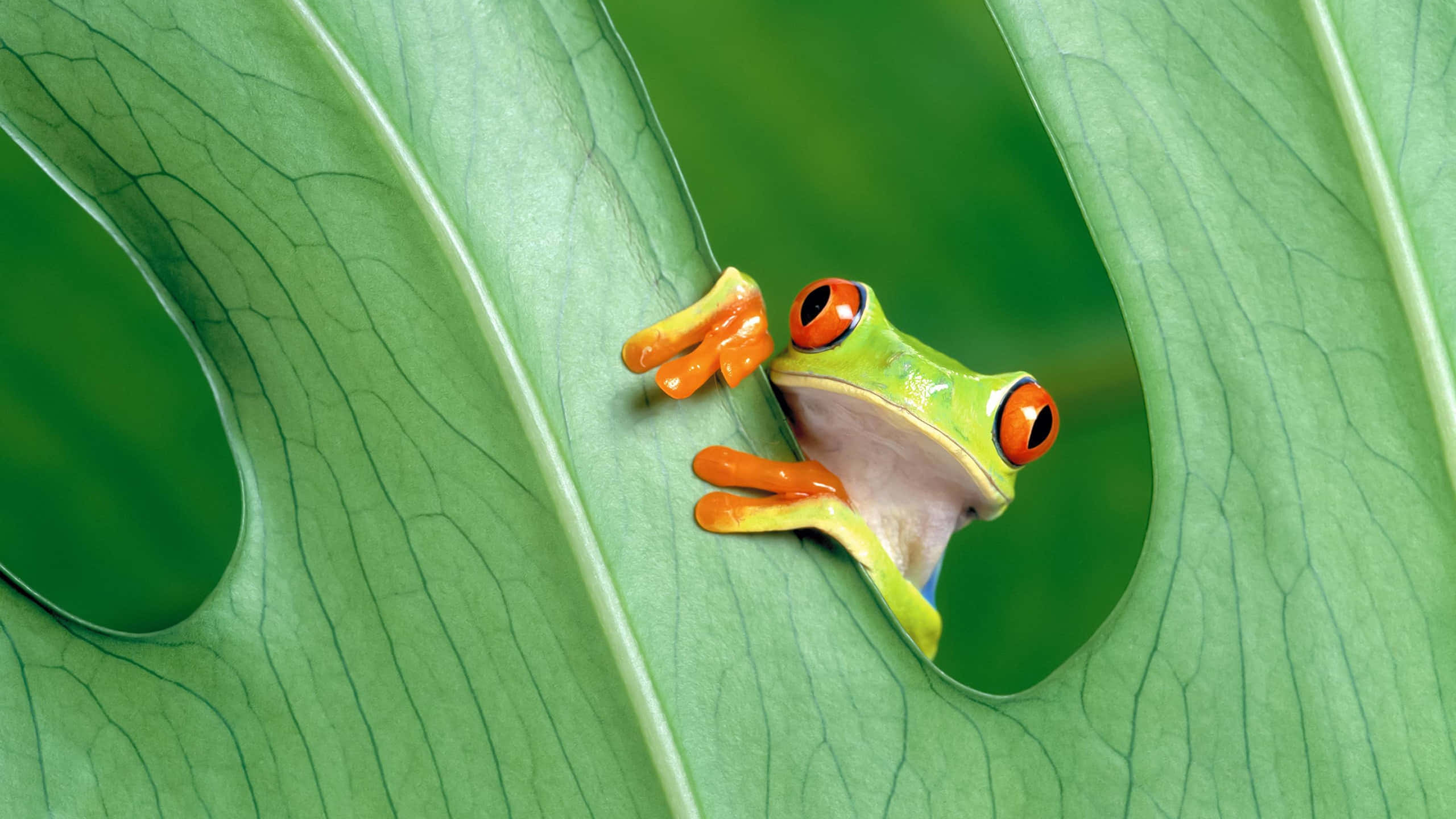 Cute Frog 桌布 壁紙 — 一隻鮮豔的紅眼樹蛙好奇地從一片大的綠色龜背竹葉的洞中探出頭來。