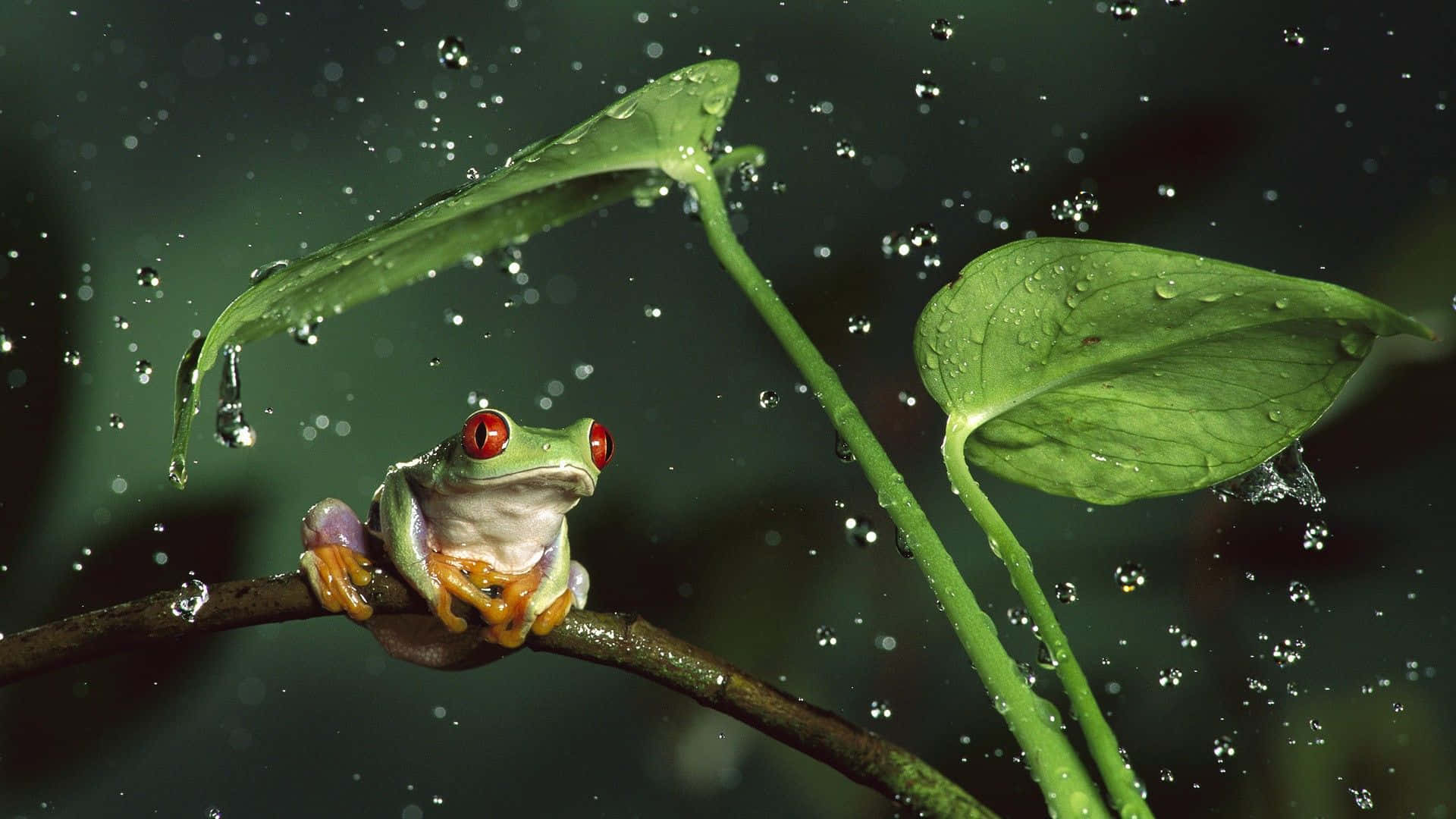 Cute Frog 桌布 壁紙 — 一隻鮮豔的紅眼樹蛙棲息在潮濕的樹枝上，周圍是茂密的綠葉，雨滴在它周圍傾瀉而下。
