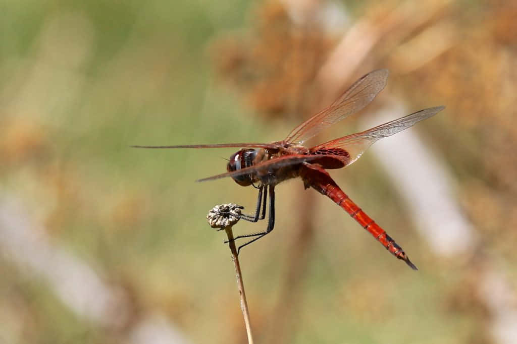 Red Dragonfly 桌布 壁紙 — 一隻鮮豔的紅色蜻蜓輕輕地停在一根乾燥的花莖上，背景是柔和模糊的自然景色。