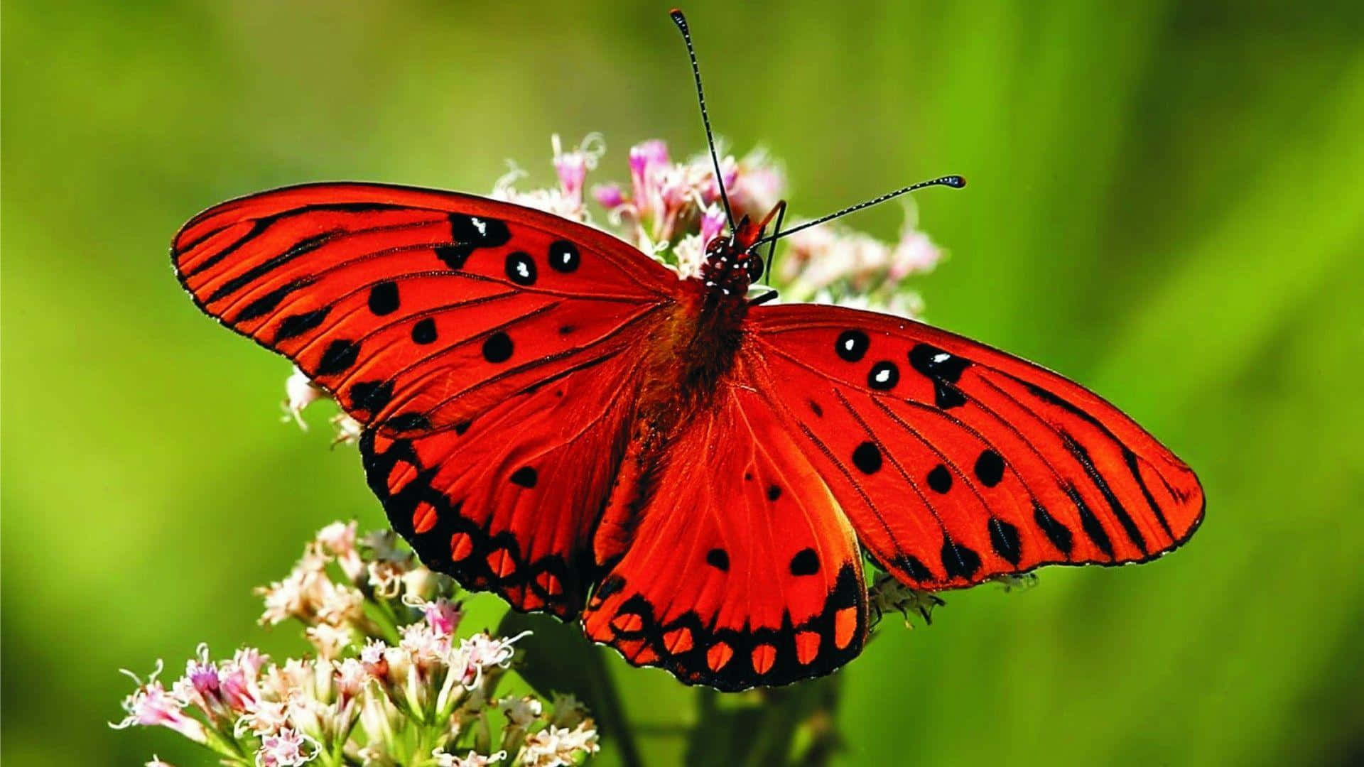 Butterfly Photos 桌布 壁紙 — 一隻鮮豔的紅色蝴蝶帶有黑色斑點，輕柔地停在粉紅色的花朵上，背景是柔和的綠色模糊效果。