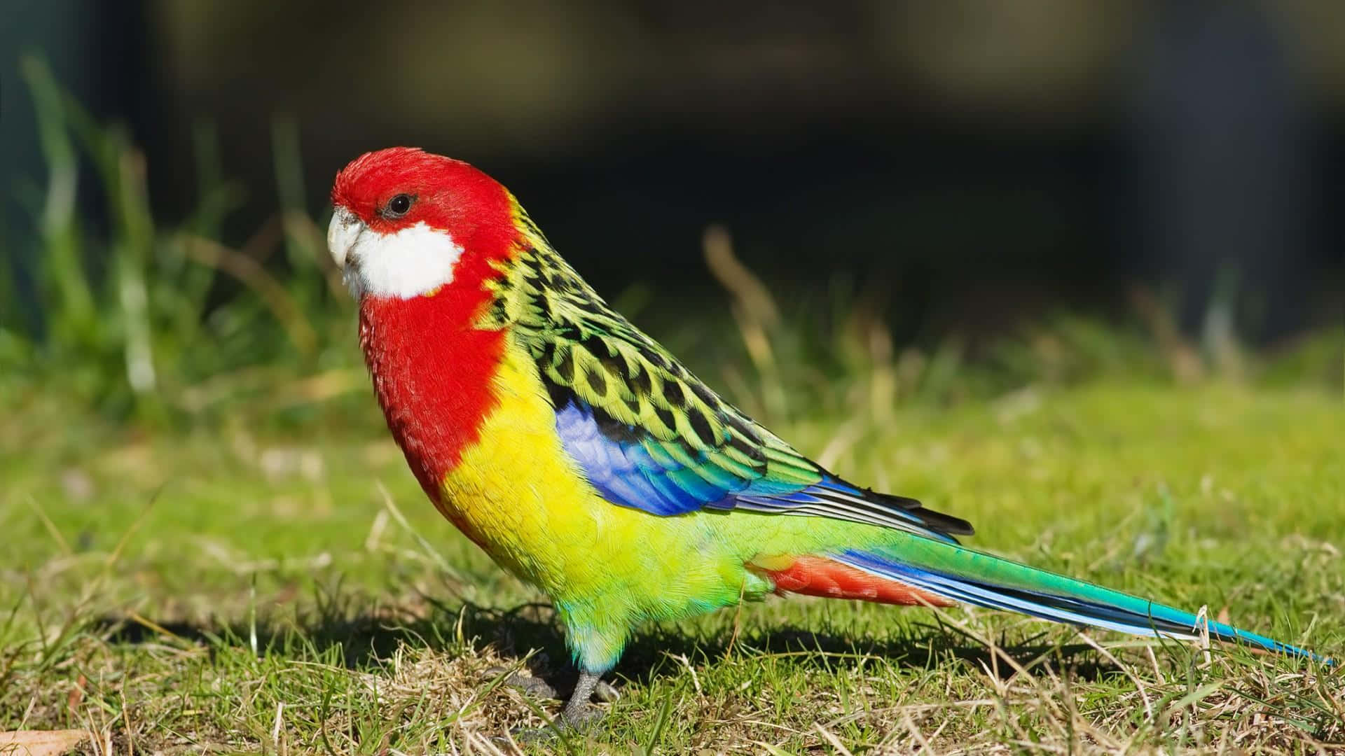 parrot 桌布 壁紙 — 一隻鮮豔的紅黃綠色鸚鵡警覺地站在陽光照耀的草地上，背景是模糊的自然景色。