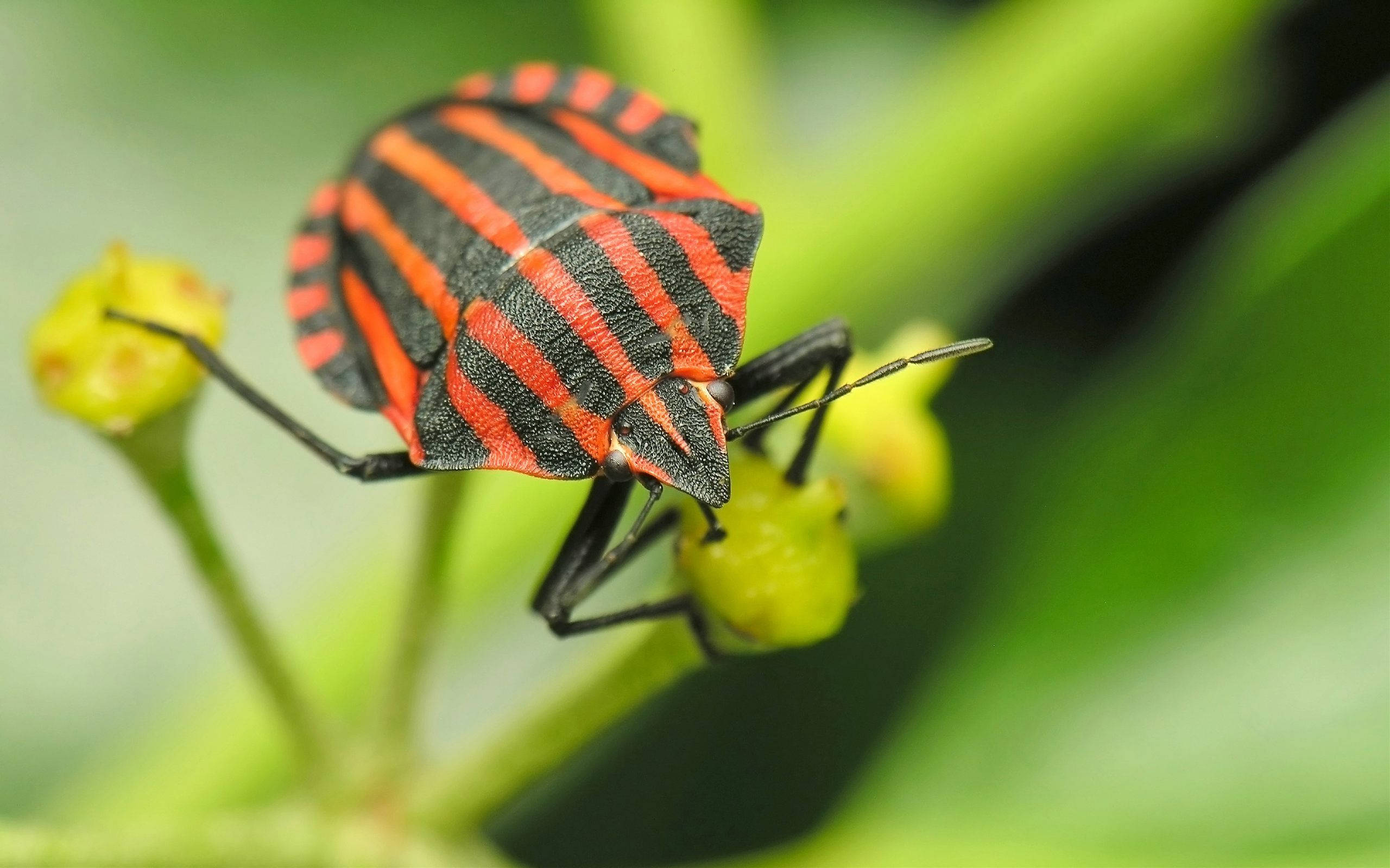 Insect 桌布 壁紙 — 一隻鮮豔的紅黑條紋盾蝨輕輕地停在綠色植物嫩芽上，背景是柔和模糊的樹葉。
