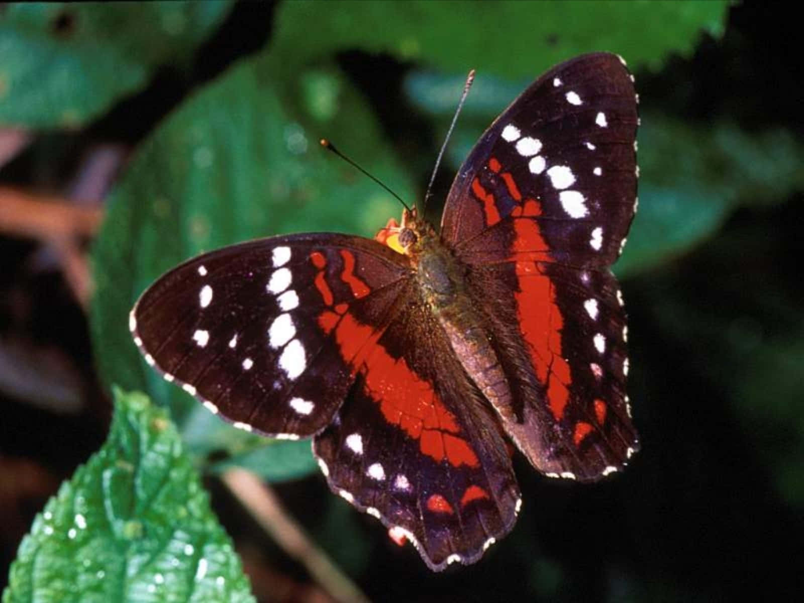 Butterfly Photos 桌布 壁紙 — 一隻鮮豔的紅黑蝴蝶帶有白色斑點，在自然環境中輕柔地停在茂密的綠葉上。
