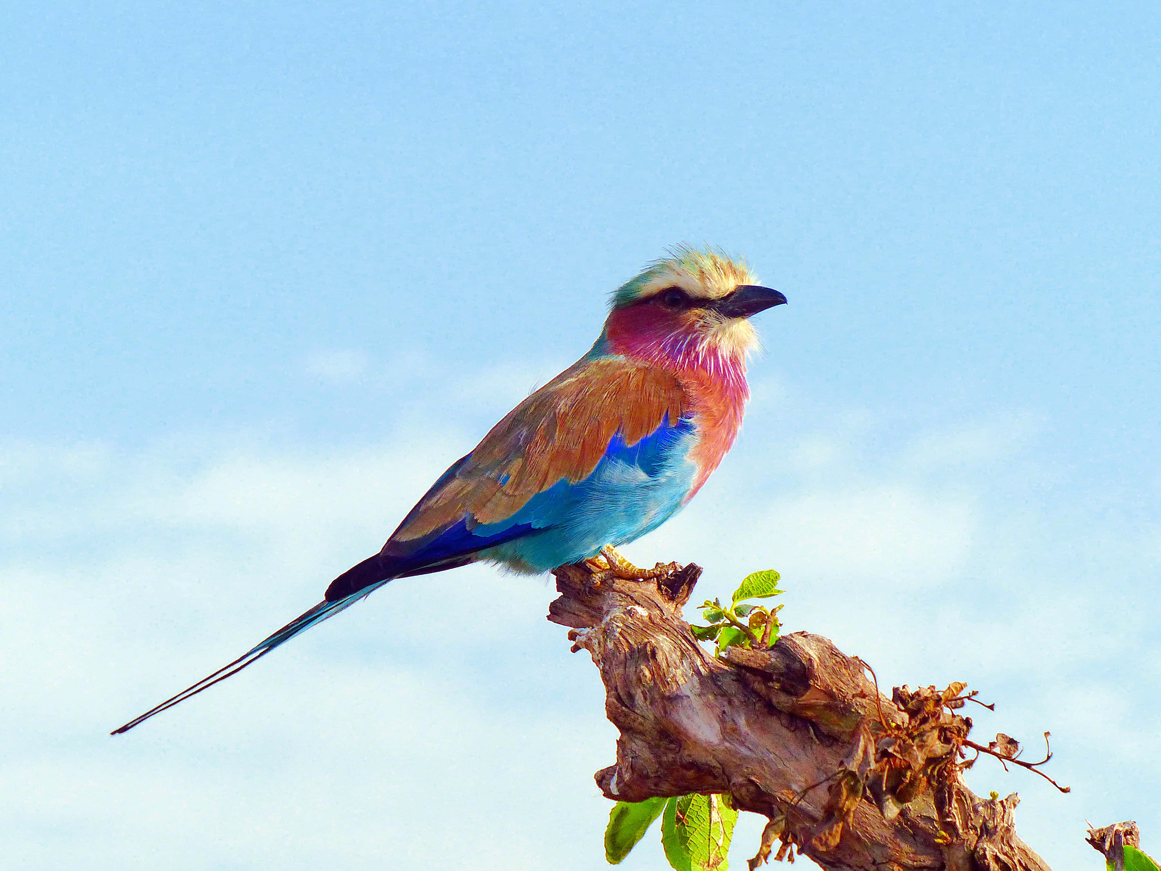 Beautiful Birds 桌布 壁紙 — 一隻鮮豔的紫胸佛法僧優雅地棲息在風化的樹枝上，背景是清澈的藍天。