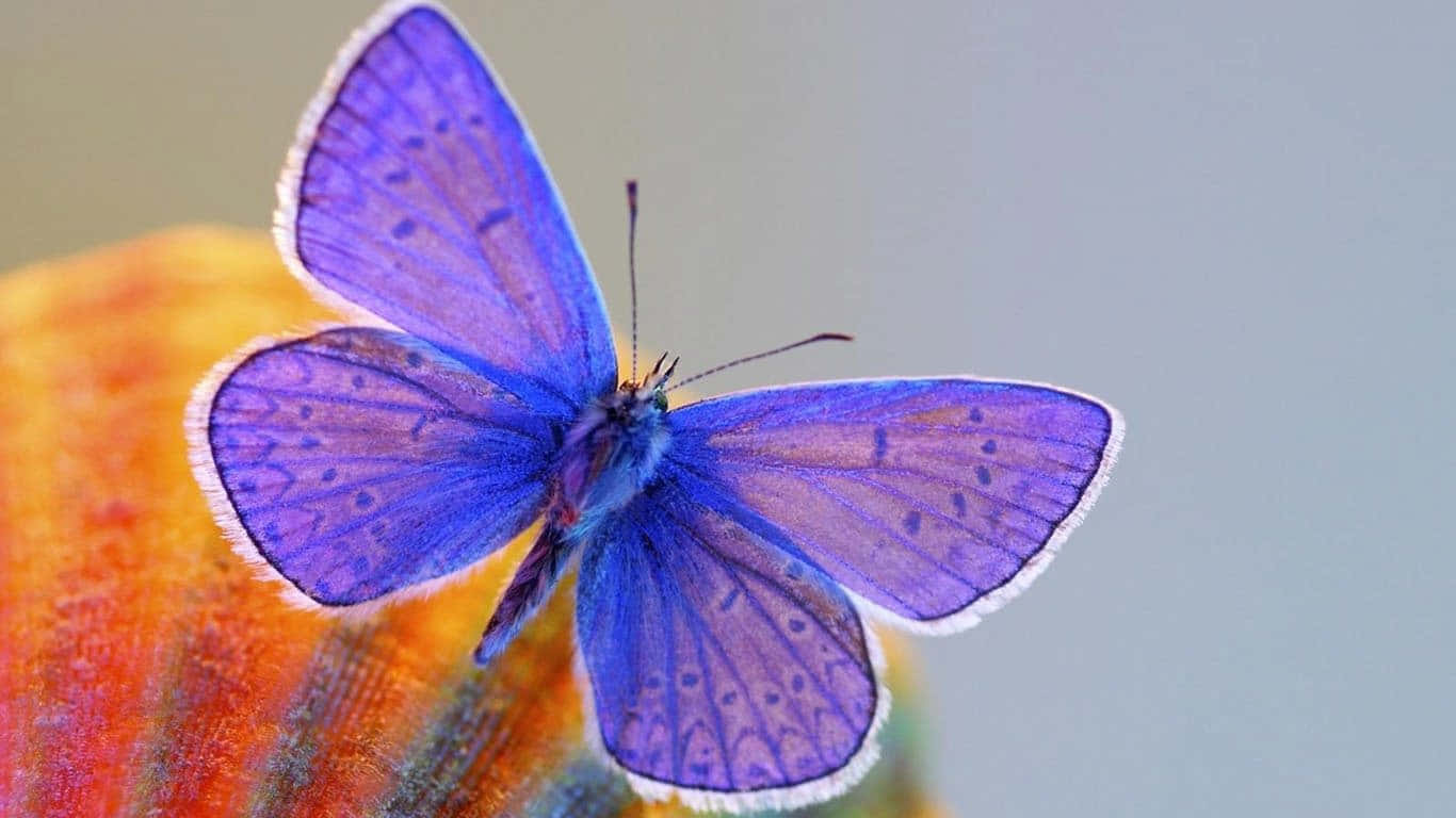 Emerging Butterfly 桌布 壁紙 — 一隻鮮豔的紫色蝴蝶，翅膀帶有白色邊緣，輕輕停歇在色彩繽紛的紋理表面上，背景柔和模糊。