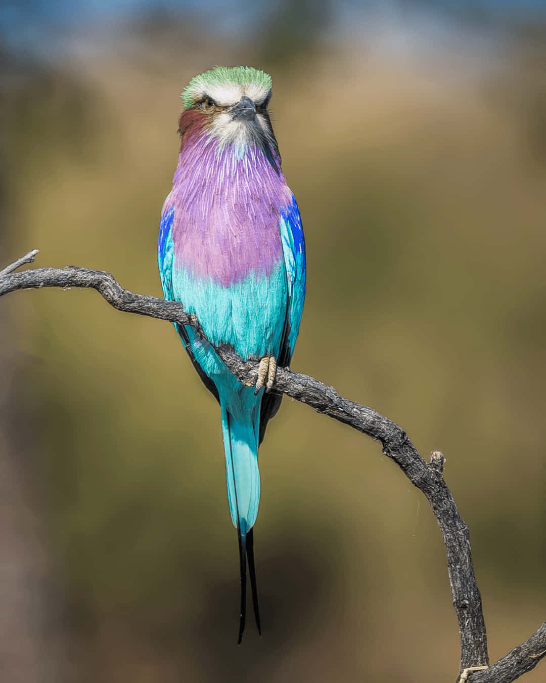 Beautiful Birds 桌布 壁紙 — 一隻鮮豔的紫藍色佛法僧優雅地棲息在彎曲的樹枝上，背景是柔和模糊的自然景色。