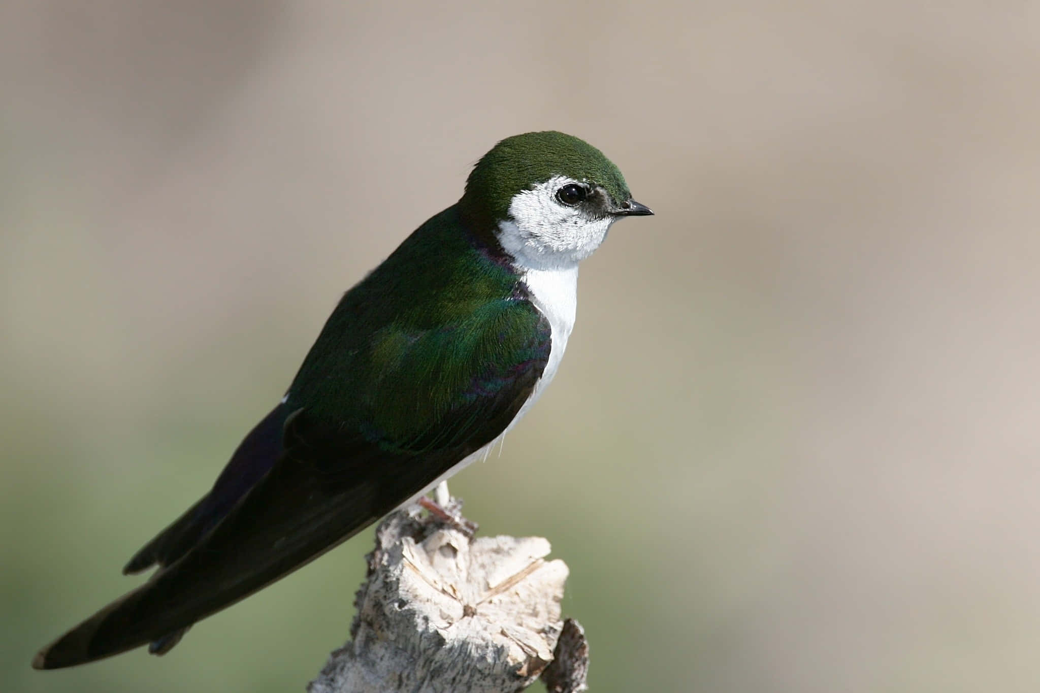 Swallow Bird 桌布 壁紙 — 一隻鮮豔的綠色和白色鳥兒警覺地棲息在一個風化的樹樁上，背景是柔和模糊的自然景色。