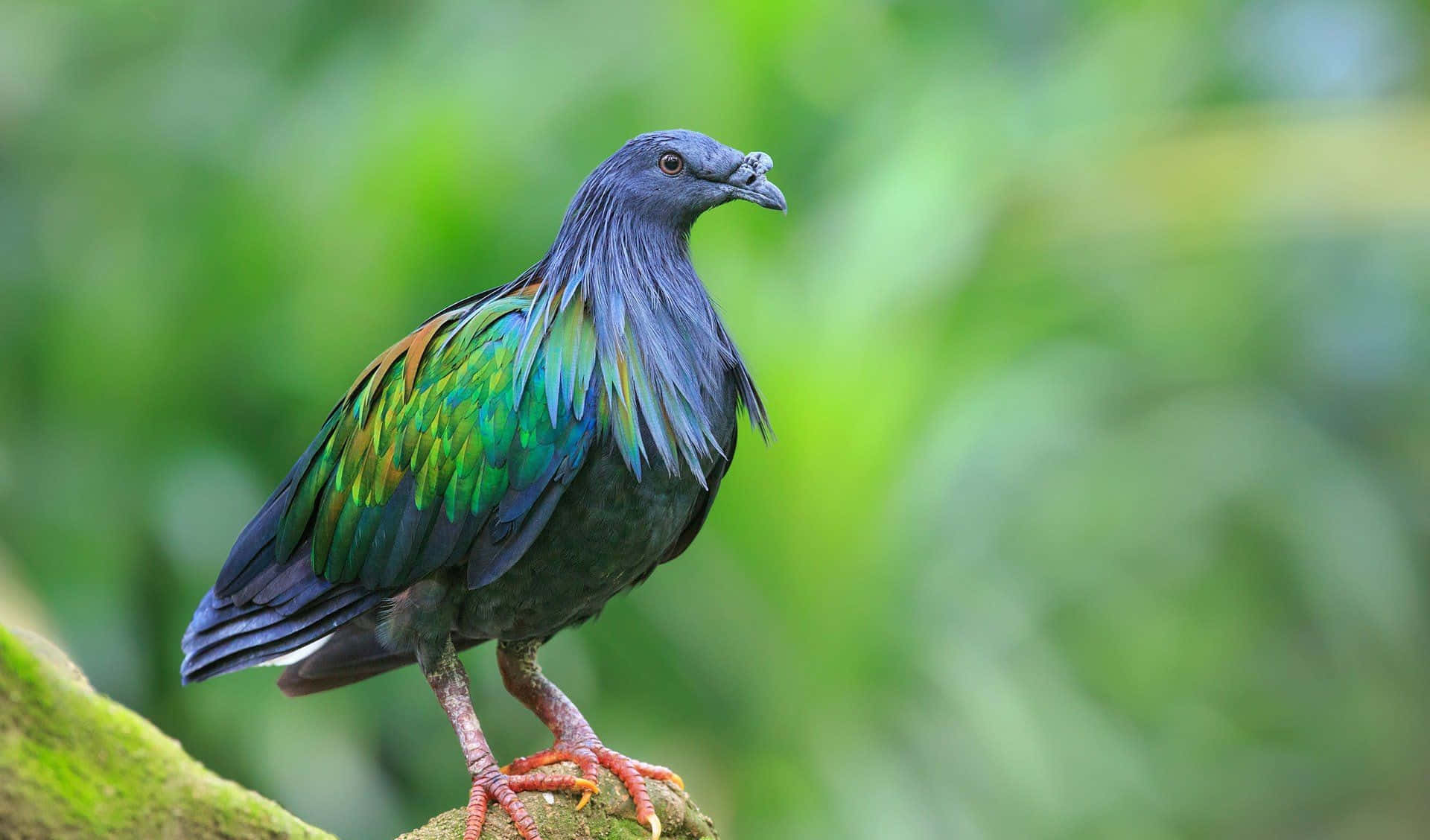 pigeon 桌布 壁紙 — 一隻鮮豔的綠色和藍色鳥警覺地棲息在長滿苔蘚的樹枝上，背景是柔和模糊的森林。