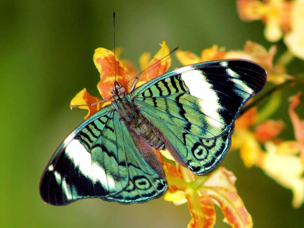 Butterfly Zoo 桌布 壁紙 — 一隻鮮豔的綠色和黑色蝴蝶帶有白色條紋，輕輕停在一朵鮮豔的橙色花朵上，背景是柔和的綠色。