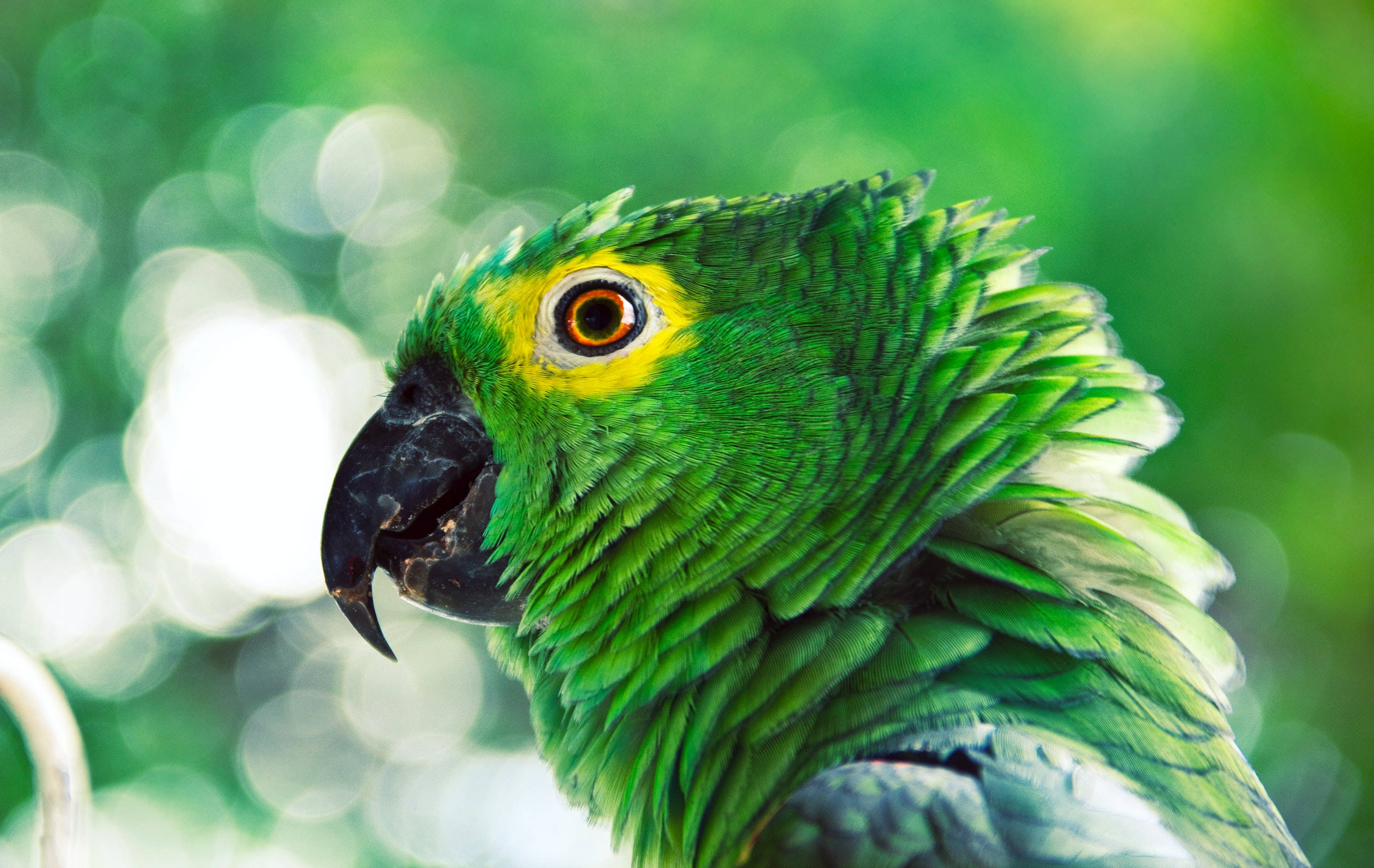 parrot 桌布 壁紙 — 一隻鮮豔的綠色鸚鵡，眼睛周圍有黃色斑塊，尖銳的黑色喙，在柔和的模糊綠色背景下脫穎而出。