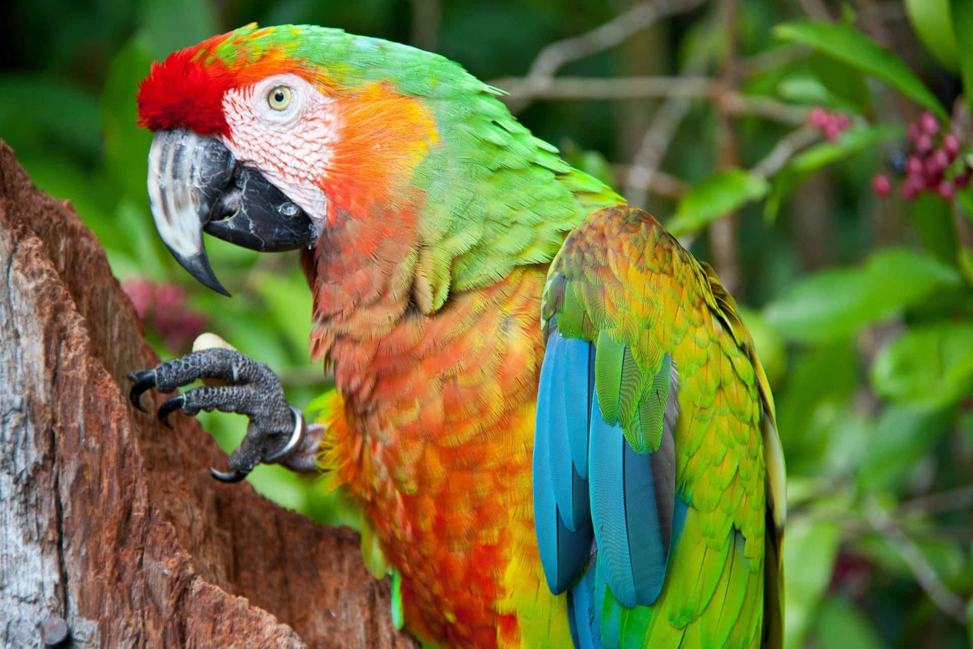parrot 桌布 壁紙 — 一隻鮮豔的緋紅金剛鸚鵡棲息在樹幹上，周圍環繞著茂密的綠色樹葉和粉紅色漿果。