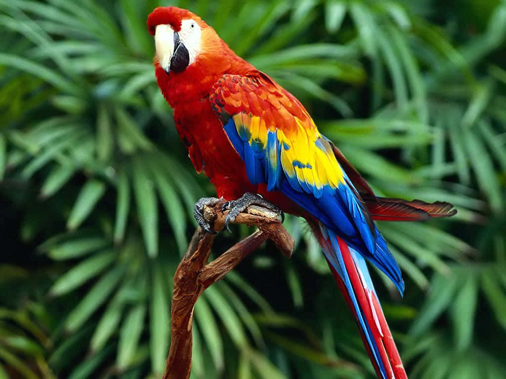 parrot 桌布 壁紙 — 一隻鮮豔的緋紅金剛鸚鵡棲息在樹枝上，在茂密的綠色樹葉襯托下，展示出亮麗的紅色、藍色和黃色羽毛。