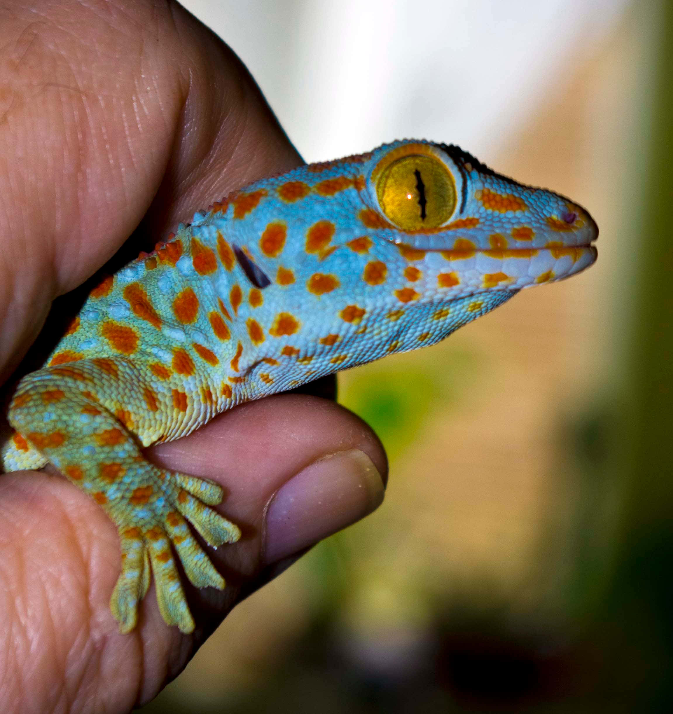gecko 桌布 壁紙 — 一隻鮮豔的藍色和橙色斑點壁虎，金色眼睛，在柔和模糊的背景中平靜地休息在人類的手上。