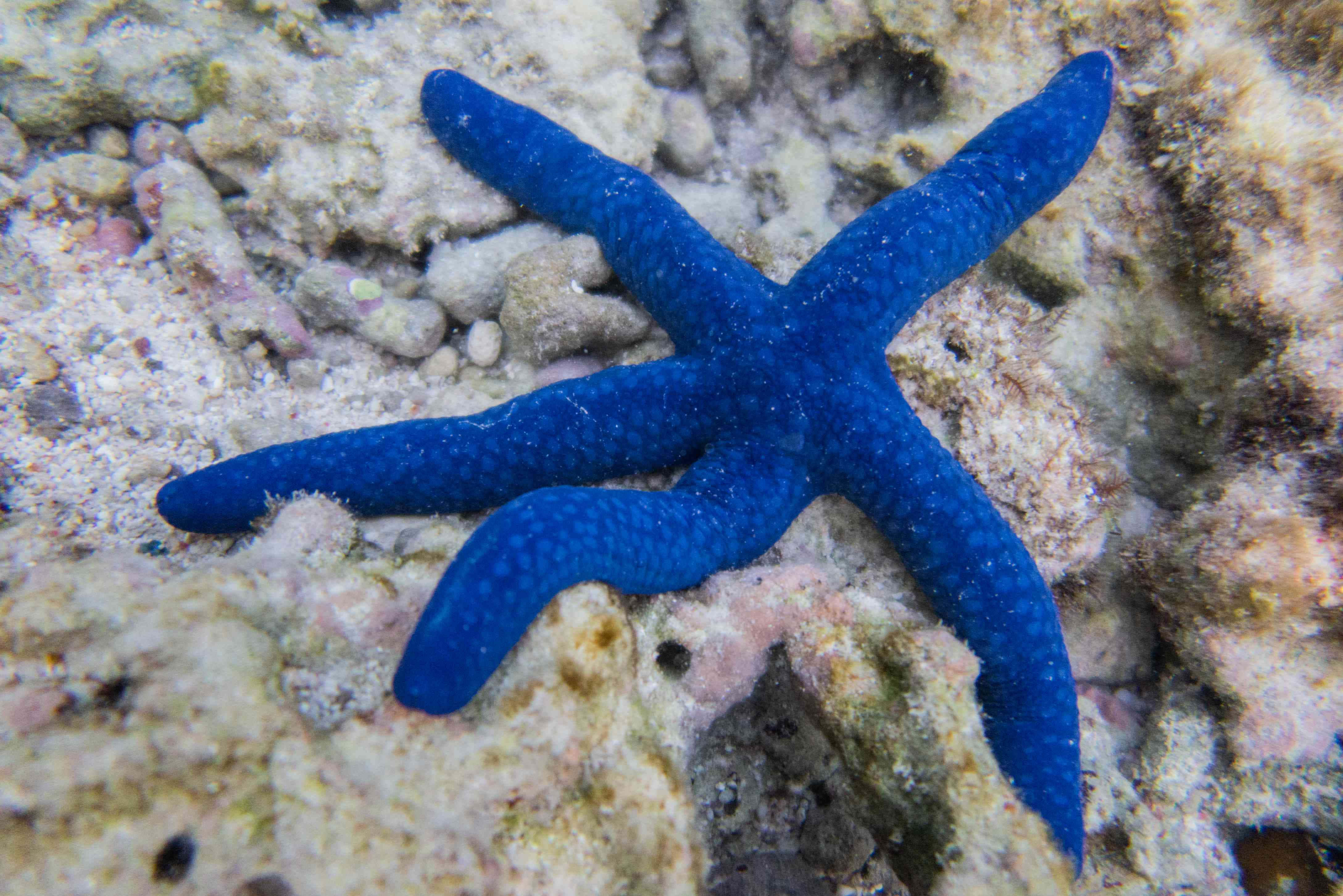 Starfish 桌布 壁紙 — 一隻鮮豔的藍色海星停留在紋理珊瑚和沙子上，在清澈的熱帶水域中。