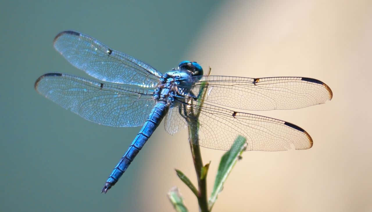 Blue Dragonfly 桌布 壁紙 — 一隻鮮豔的藍色蜻蜓輕輕停在一根綠色莖上，半透明的翅膀捕捉柔和光線。
