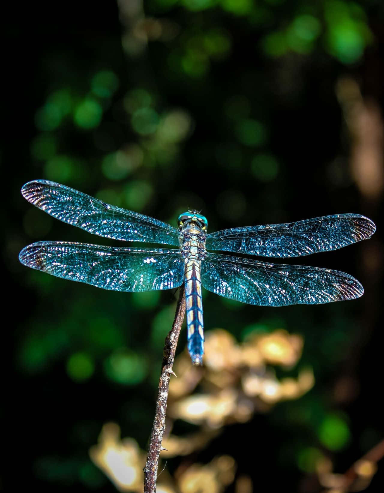 Blue Dragonfly 桌布 壁紙 — 一隻鮮豔的藍色蜻蜓輕輕地停在一根樹枝上，背景是柔和的綠色散景。