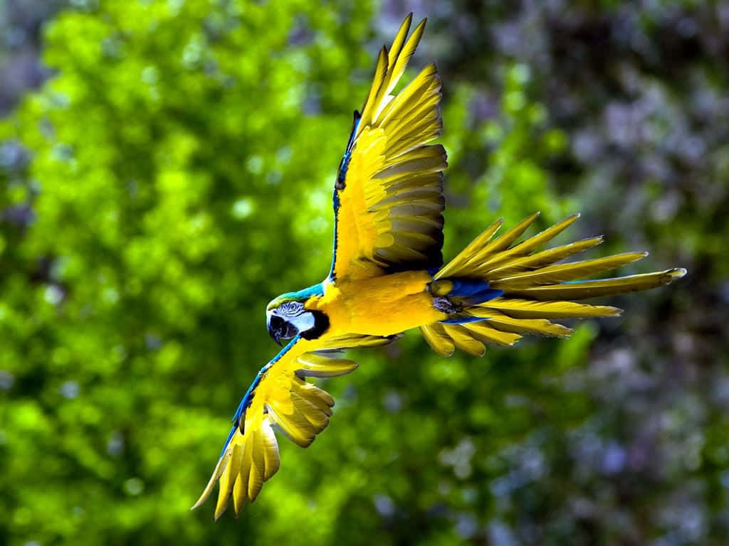 parrot 桌布 壁紙 — 一隻鮮豔的藍黃金剛鸚鵡在茂密的綠色森林背景下優雅地翱翔，翅膀張開。