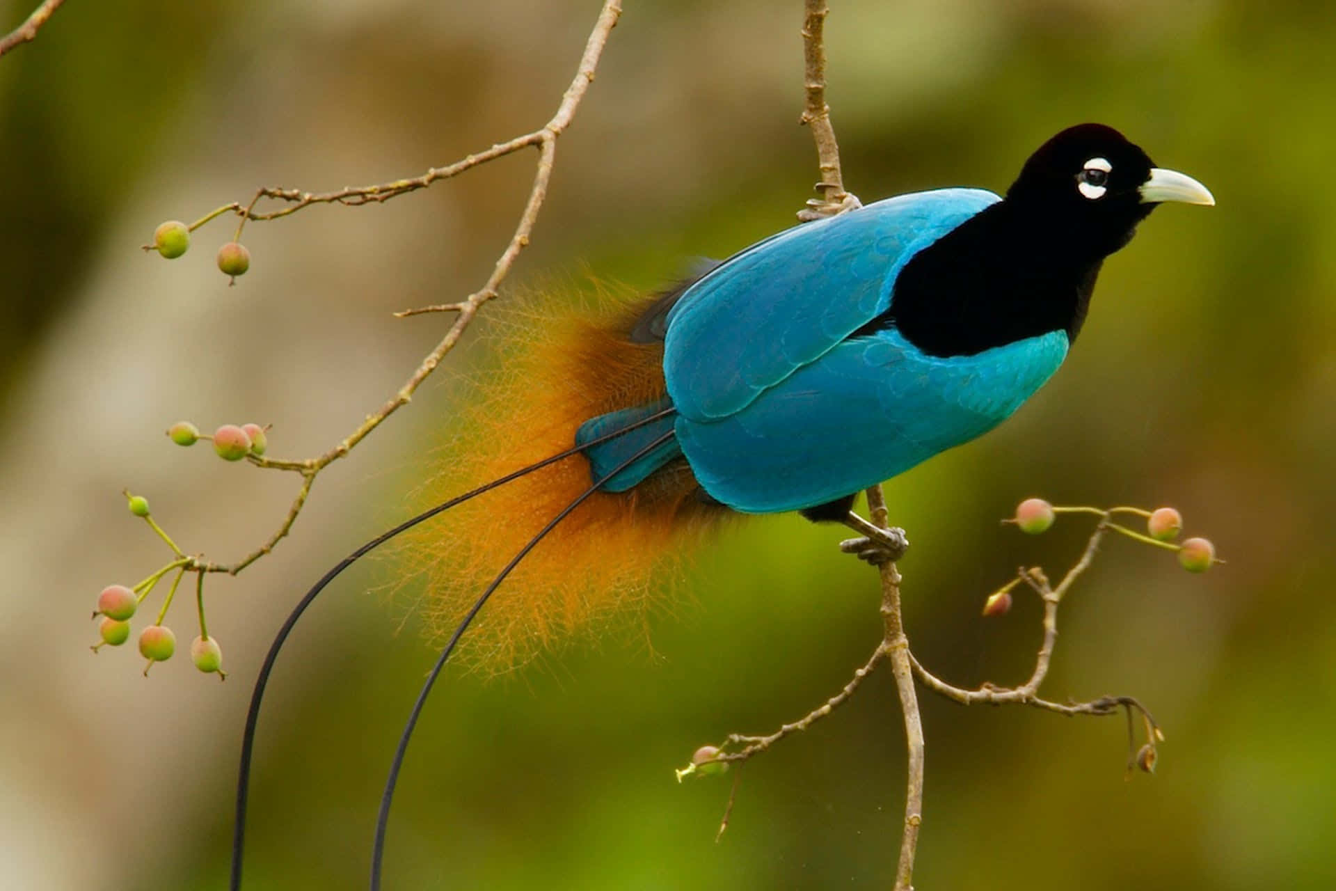 Beautiful Birds 桌布 壁紙 — 一隻鮮豔的藍黑色鳥，長長的黑色尾羽，金橙色領毛，棲息在帶有小漿果的樹枝上。