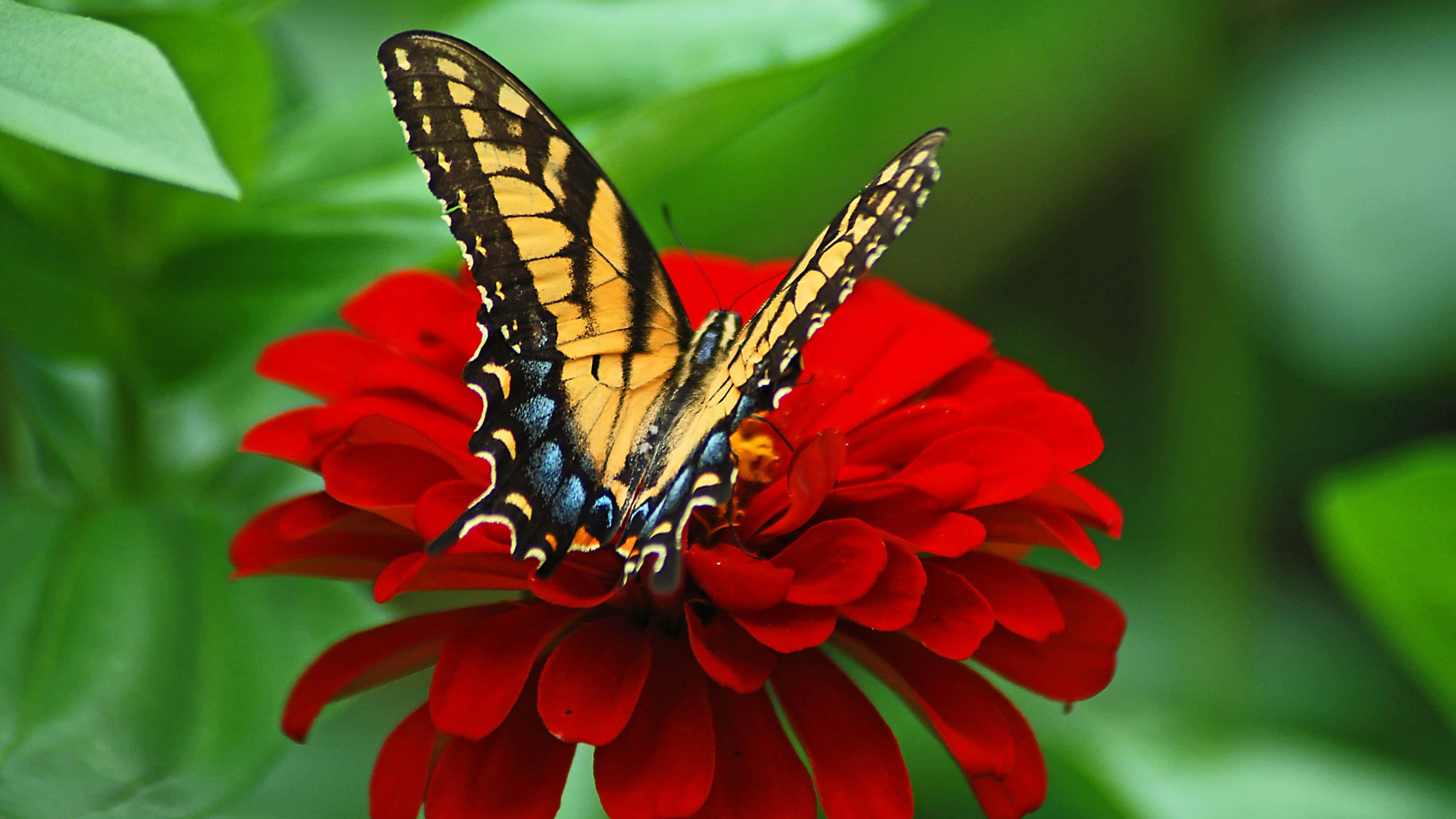 Butterfly Photos 桌布 壁紙 — 一隻鮮豔的黃、黑、藍色蝴蝶輕柔地停在一朵鮮紅的百日菊上，背景是茂密的綠葉。