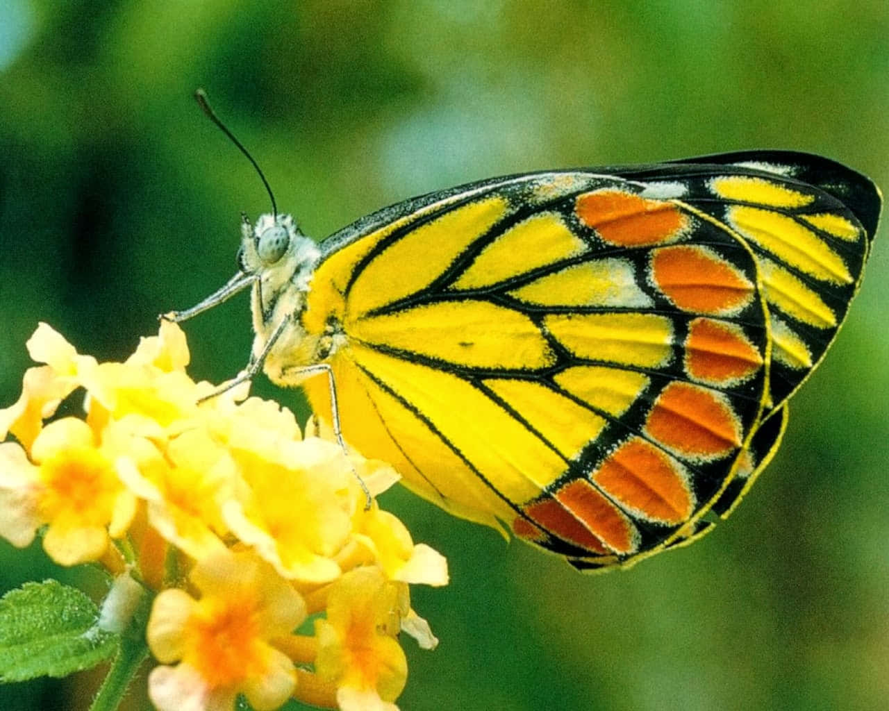 Butterfly Yellow 桌布 壁紙 — 一隻鮮豔的黃色和橙色蝴蝶，帶有黑色脈絡，輕輕停在一簇鮮黃色的花朵上，背景是柔和的綠色。
