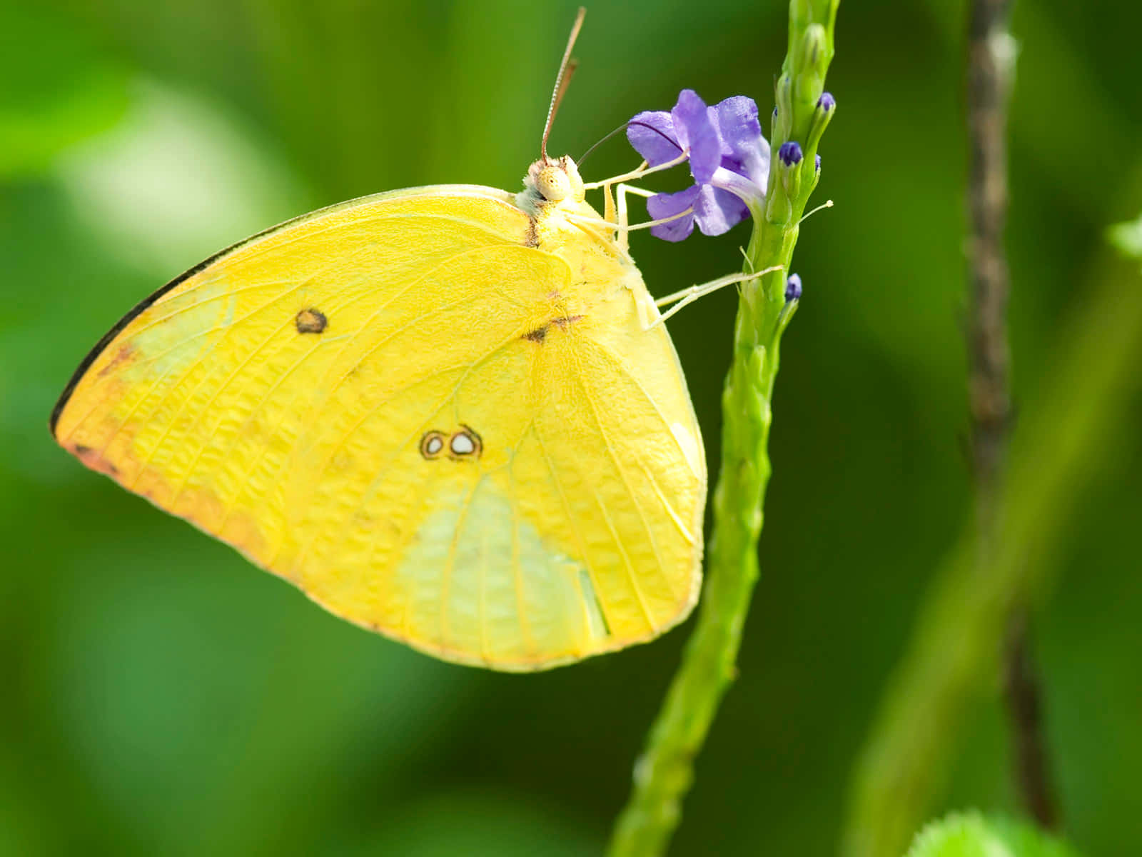 Butterfly Yellow 桌布 壁紙 — 一隻鮮豔的黃色蝴蝶帶有眼斑，輕柔地停在一朵紫色花上，背景是茂密的綠色。