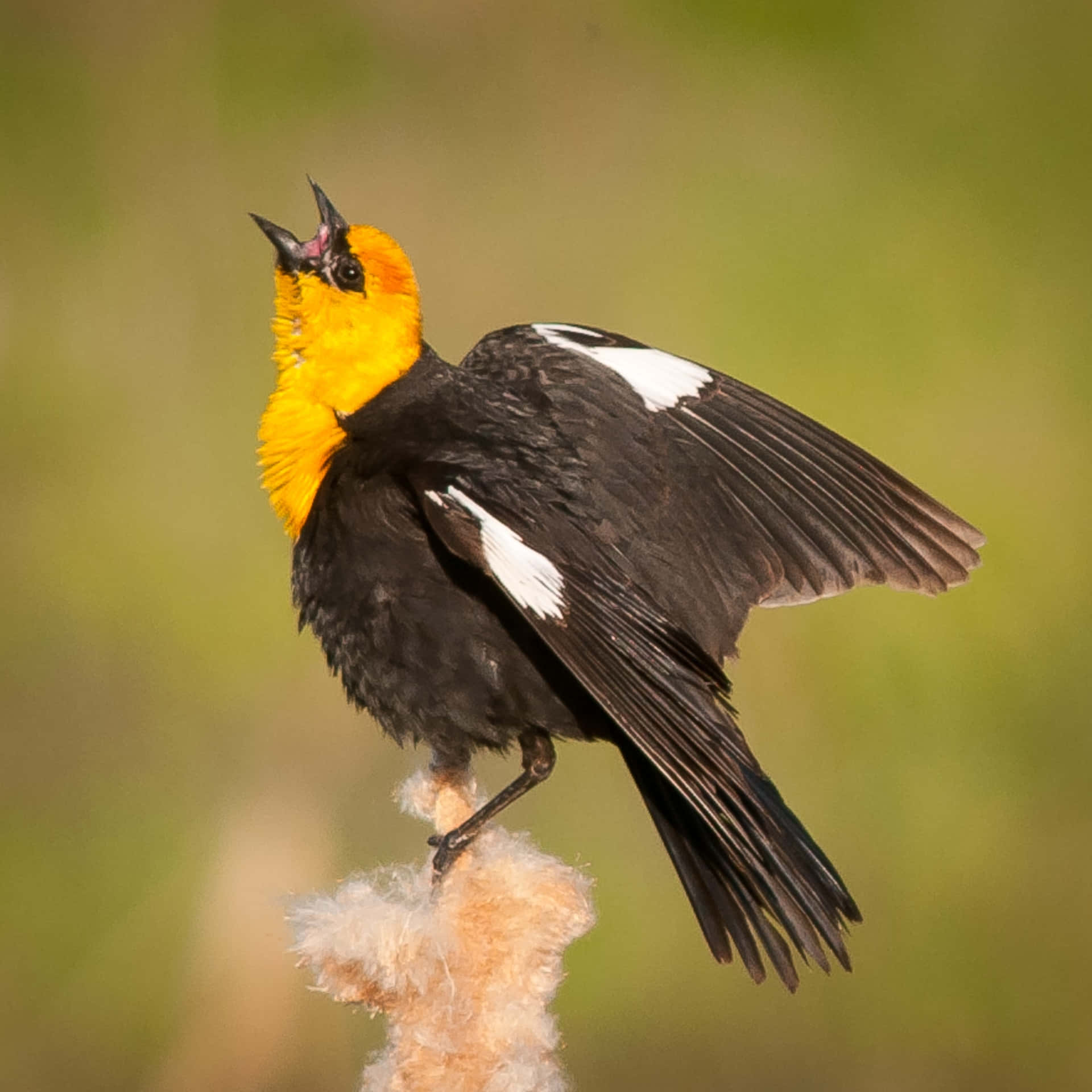 Birds Chirping 桌布 壁紙 — 一隻鮮豔的黃頭黑鳥，翅膀上有白色斑點，棲息在毛茸茸的蘆葦莖上，翅膀微微張開，背景是柔和的綠色。