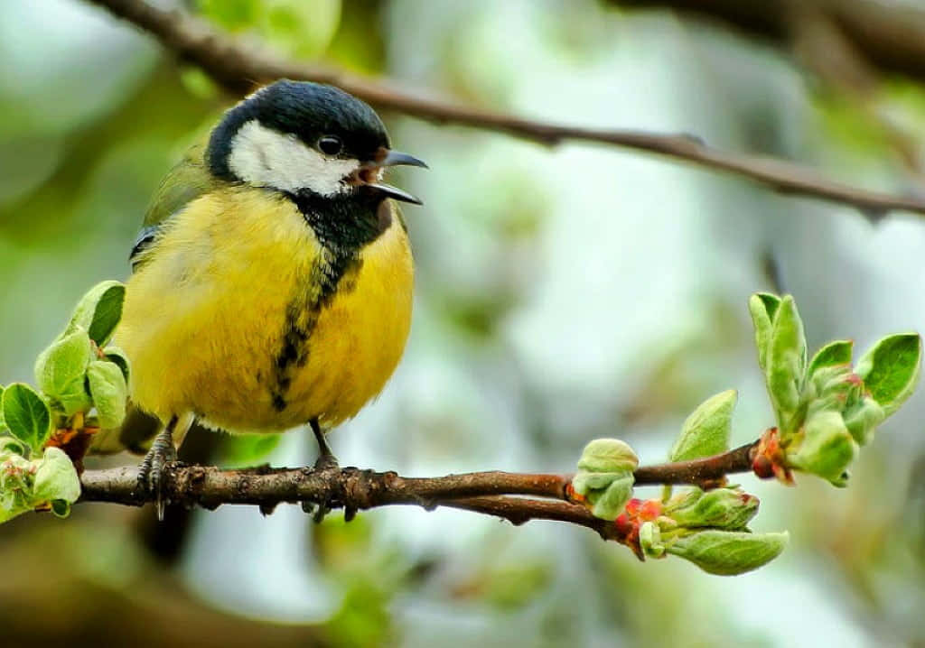 Birds Chirping 桌布 壁紙 — 一隻鮮豔的黃黑小鳥棲息在萌芽的樹枝上，在柔軟的綠葉中歌唱。