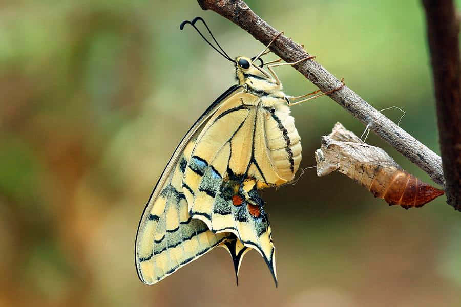 Emerging Butterfly 桌布 壁紙 — 一隻鮮豔的黃黑燕尾蝶停在樹枝上，旁邊是牠的空蛹，背景是柔和模糊的綠色。