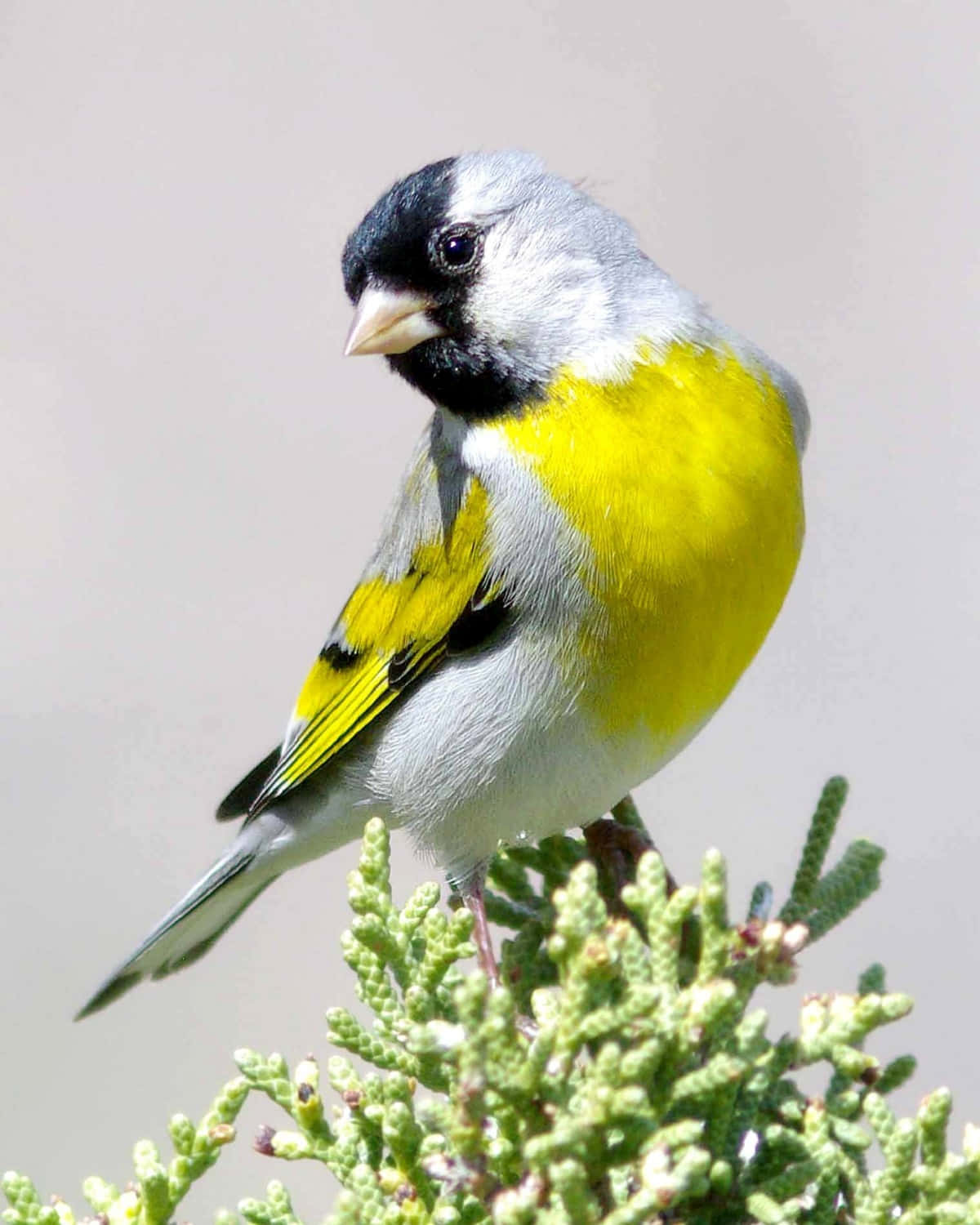 Beautiful Birds 桌布 壁紙 — 一隻鮮豔的黃黑鳥警覺地棲息在綠色杜松枝上，背景為柔和的灰色。