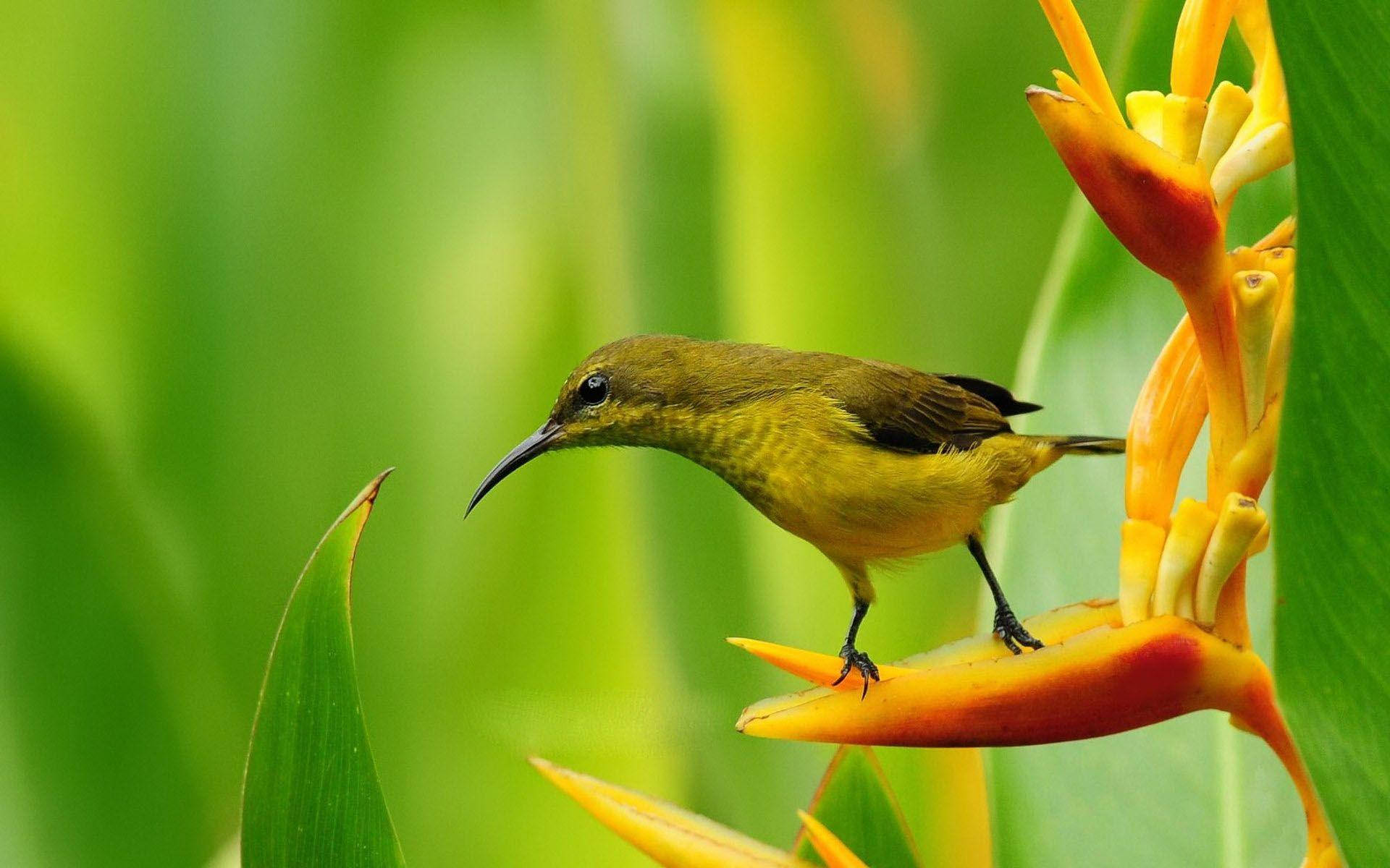 鳥 桌布 壁紙 — 一隻鮮黃色、擁有彎曲喙的小鳥，輕盈地棲息在鮮橙色赫蕉花上，背景是茂密的綠葉。