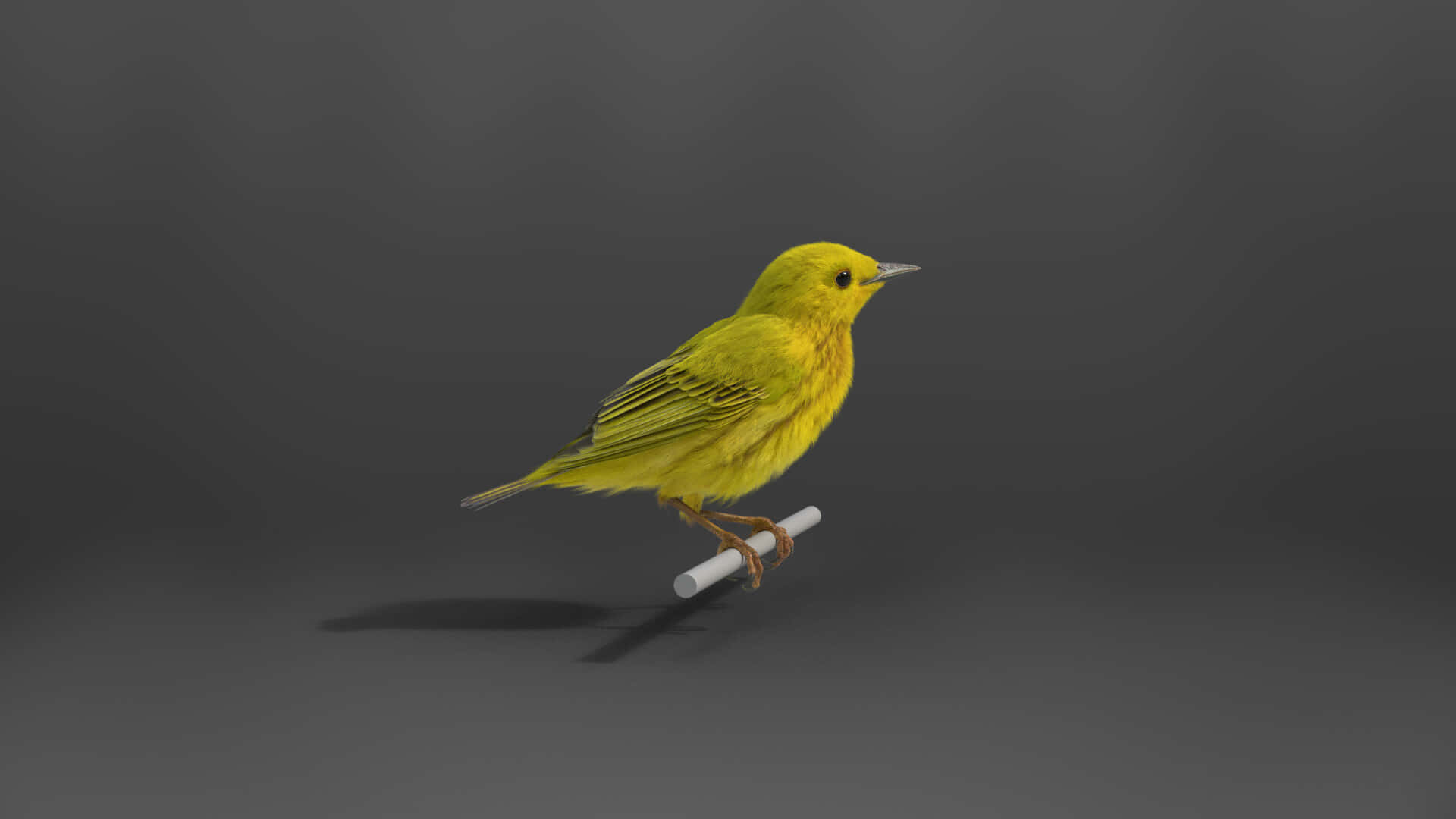 Yellow Warbler 桌布 壁紙 — 一隻鮮黃色嘅雀仔企喺白色鉛筆上面，背景係平滑嘅深灰色攝影棚背景。