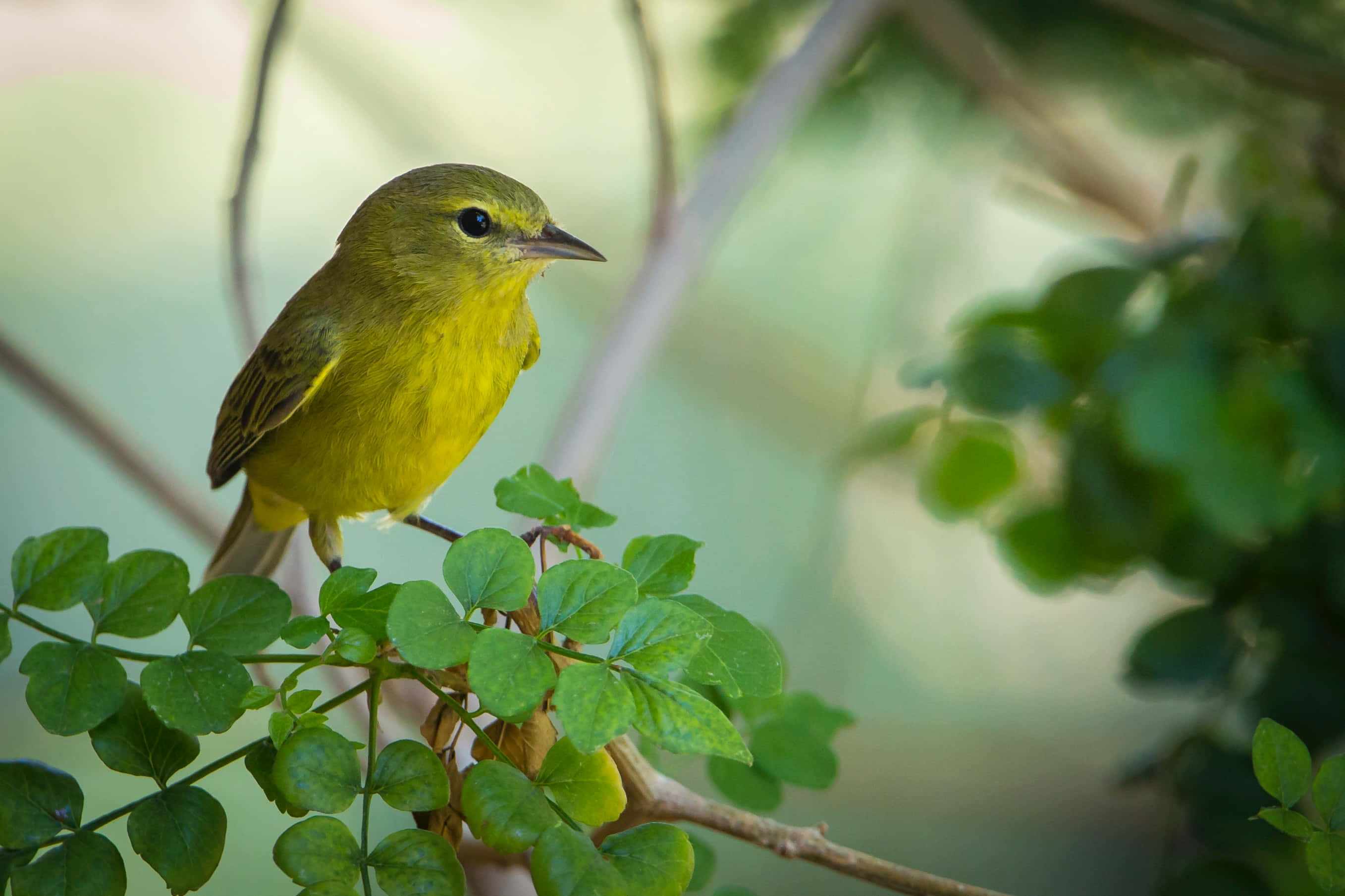 Yellow Warbler 桌布 壁紙 — 一隻鮮黃色嘅雀仔輕輕企喺一條被柔軟綠色樹葉包圍嘅樹枝上。
