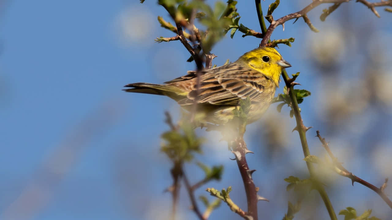 Yellowhammer 桌布 壁紙 — 一隻鮮黃色的小鳥在清澈的藍天和柔軟的綠葉襯托下，優雅地棲息在一根帶刺的樹枝上。
