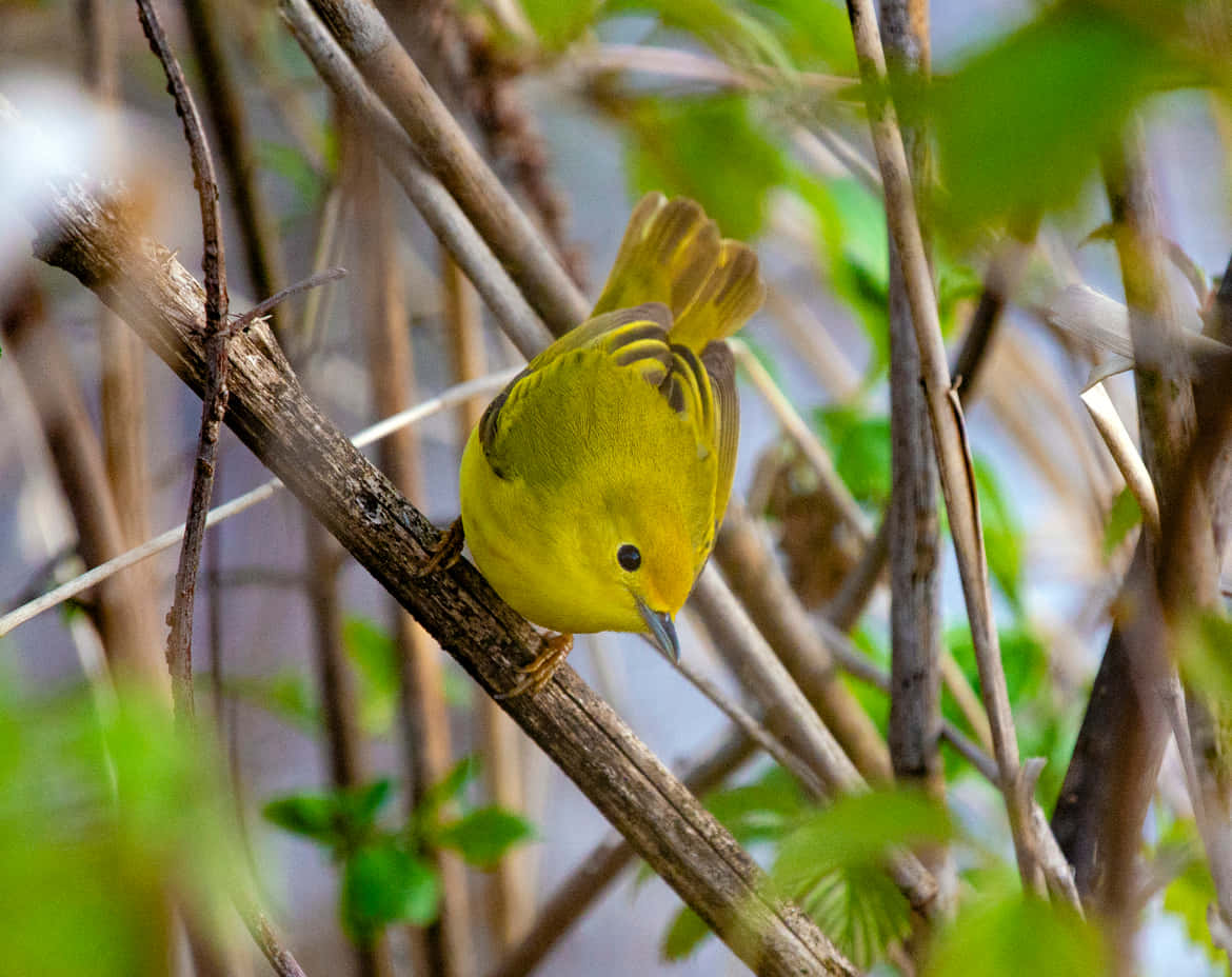 Yellow Warbler 桌布 壁紙 — 一隻鮮黃色的小鳥棲息在嫩枝上，周圍是綠葉和棕色樹枝，沐浴在柔和自然光中。