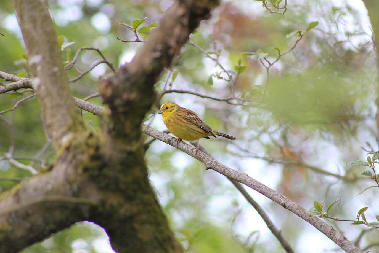 Yellowhammer 桌布 壁紙 — 一隻鮮黃色的小鳥棲息在長滿苔蘚的樹枝上，周圍是柔軟的綠色樹葉，處於自然的林地環境中。