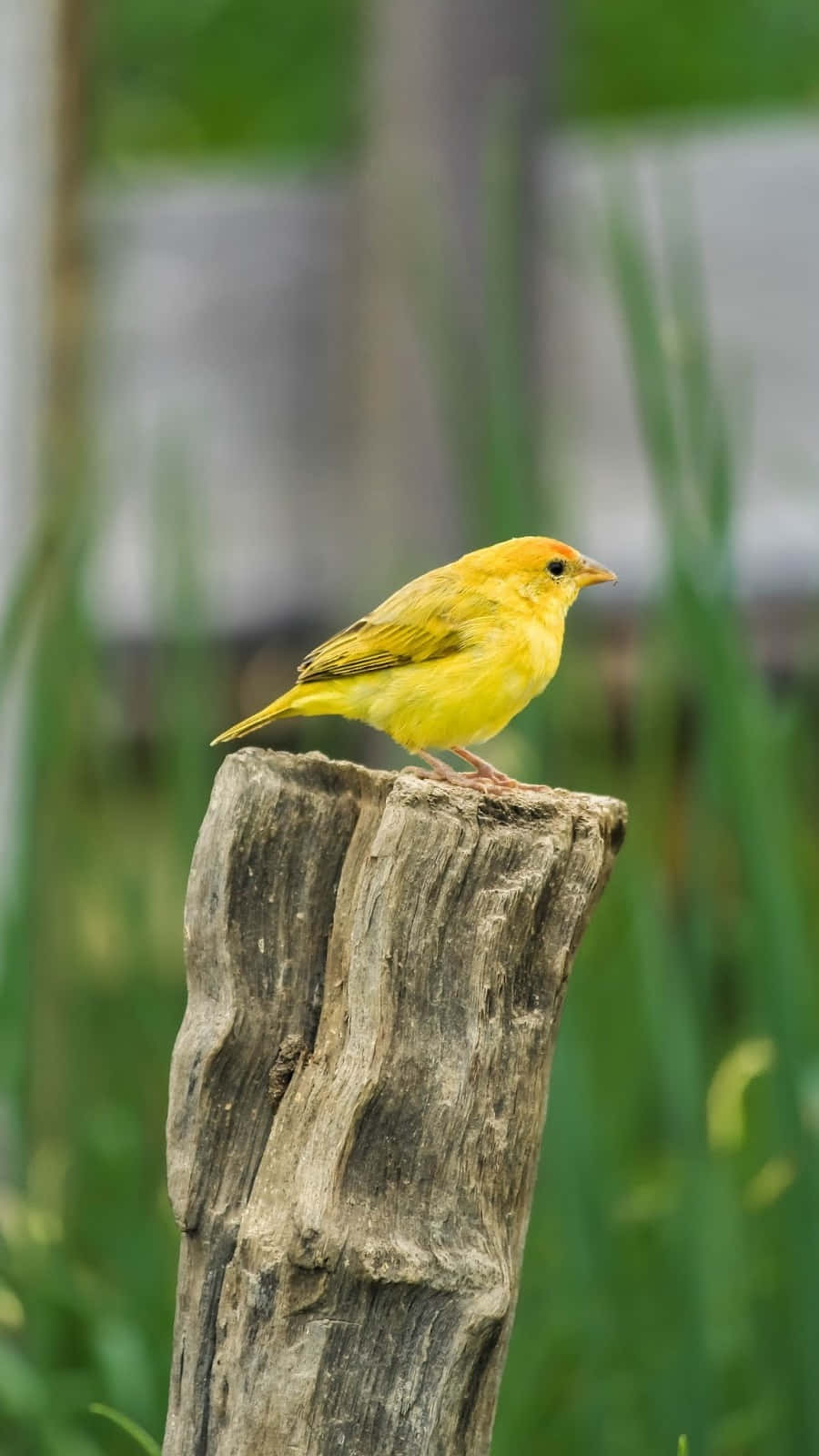 Yellow Canary 桌布 壁紙 — 一隻鮮黃色的小鳥警覺地棲息在風化的木柱上，背景是柔和的綠色模糊效果。