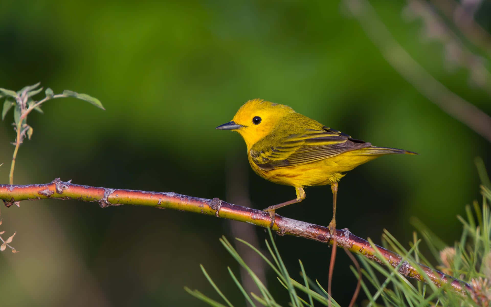 Yellow Warbler 桌布 壁紙 — 一隻鮮黃色的小鳥輕柔地棲息在一根微紅的樹枝上，背景是柔和模糊的綠色森林。