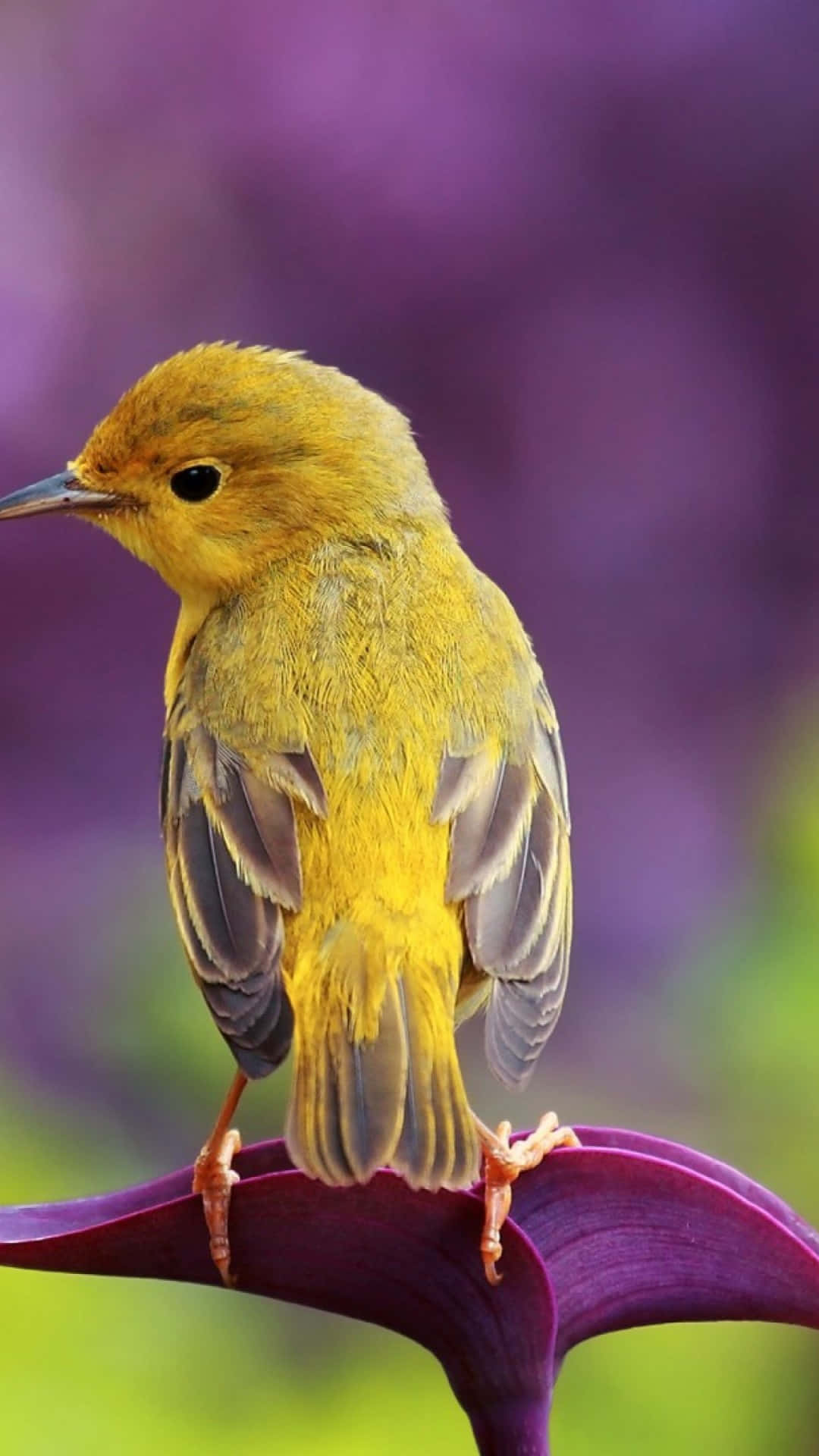 Yellow Warbler 桌布 壁紙 — 一隻鮮黃色的小鳥輕柔地棲息在深紫色的花瓣上，背景柔和模糊。