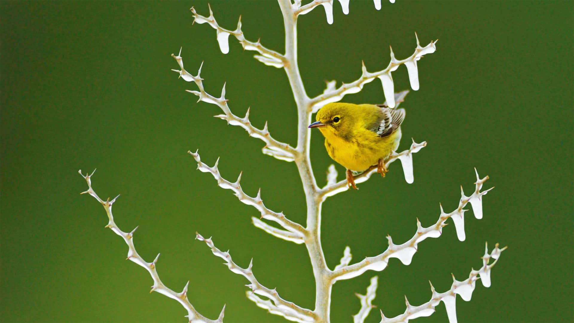Yellow Warbler 桌布 壁紙 — 一隻鮮黃色的小鳥輕盈地棲息在結霜的荊棘枝上，背景是柔和的綠色。