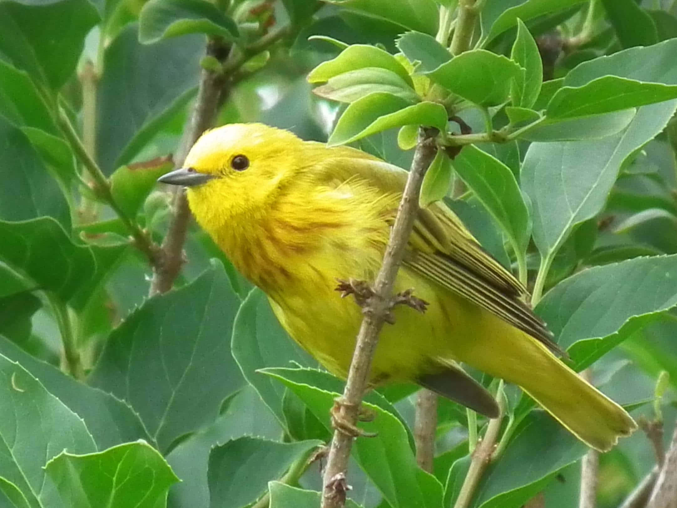 Yellow Warbler 桌布 壁紙 — 一隻鮮黃色的林鶯輕巧地棲息在枝頭上，周圍是茂密的綠葉。