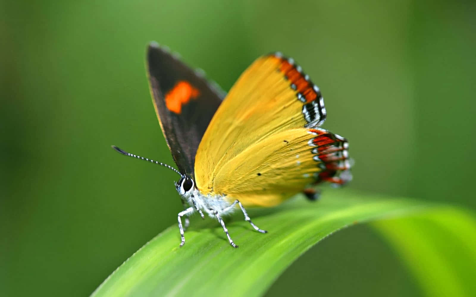 Butterfly Watching 桌布 壁紙 — 一隻鮮黃色的蝴蝶，帶有橙色和黑色的斑紋，輕輕地停在一塊茂盛的綠葉上。