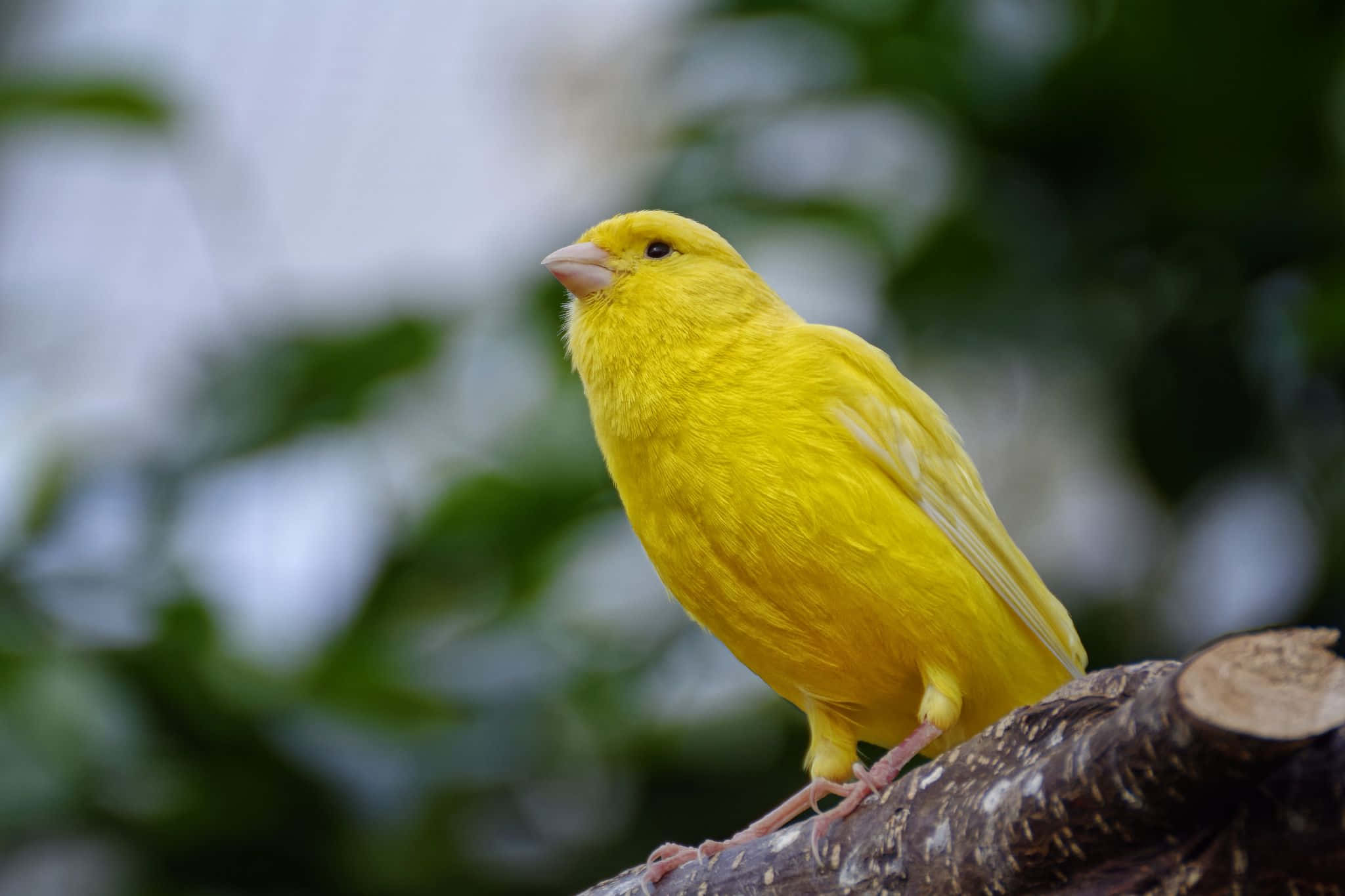 Yellow Canary 桌布 壁紙 — 一隻鮮黃色的金絲雀棲息在粗糙的樹枝上，背景是柔和模糊的綠色和白色。