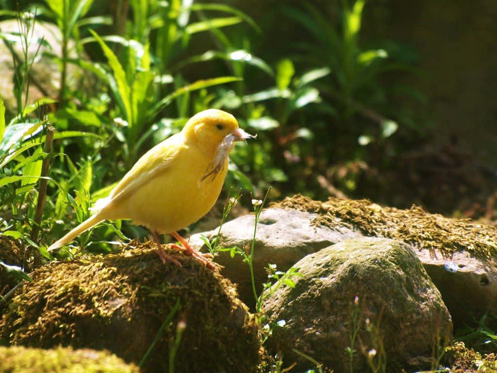 Yellow Canary 桌布 壁紙 — 一隻鮮黃色的金絲雀棲息在陽光普照的花園中長滿苔蘚的石頭上，喙裡叼著一隻小昆蟲。