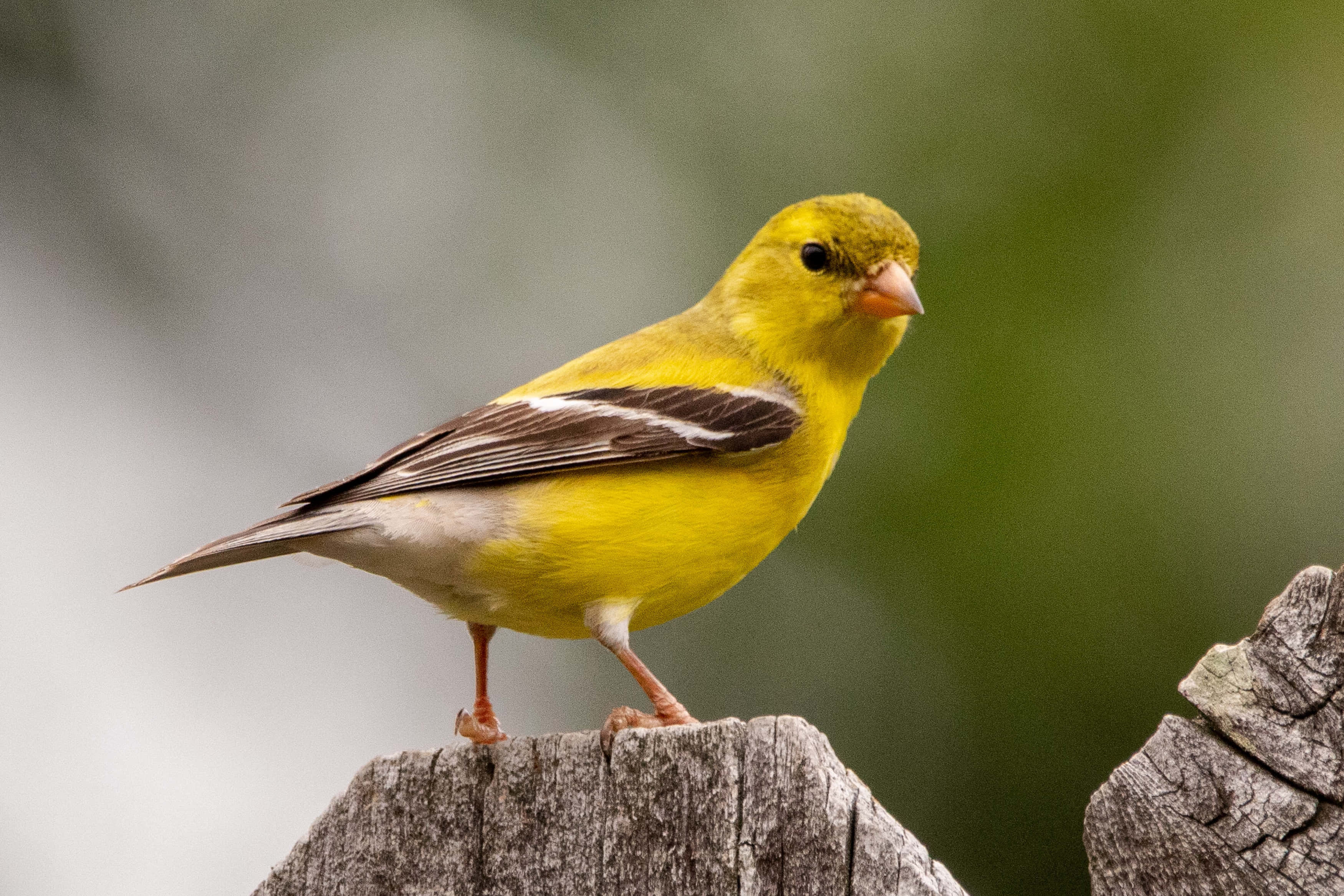 Yellow Canary 桌布 壁紙 — 一隻鮮黃色的雄性美洲金翅雀警覺地棲息在一個風化的木柱上，背景是柔和模糊的綠色。