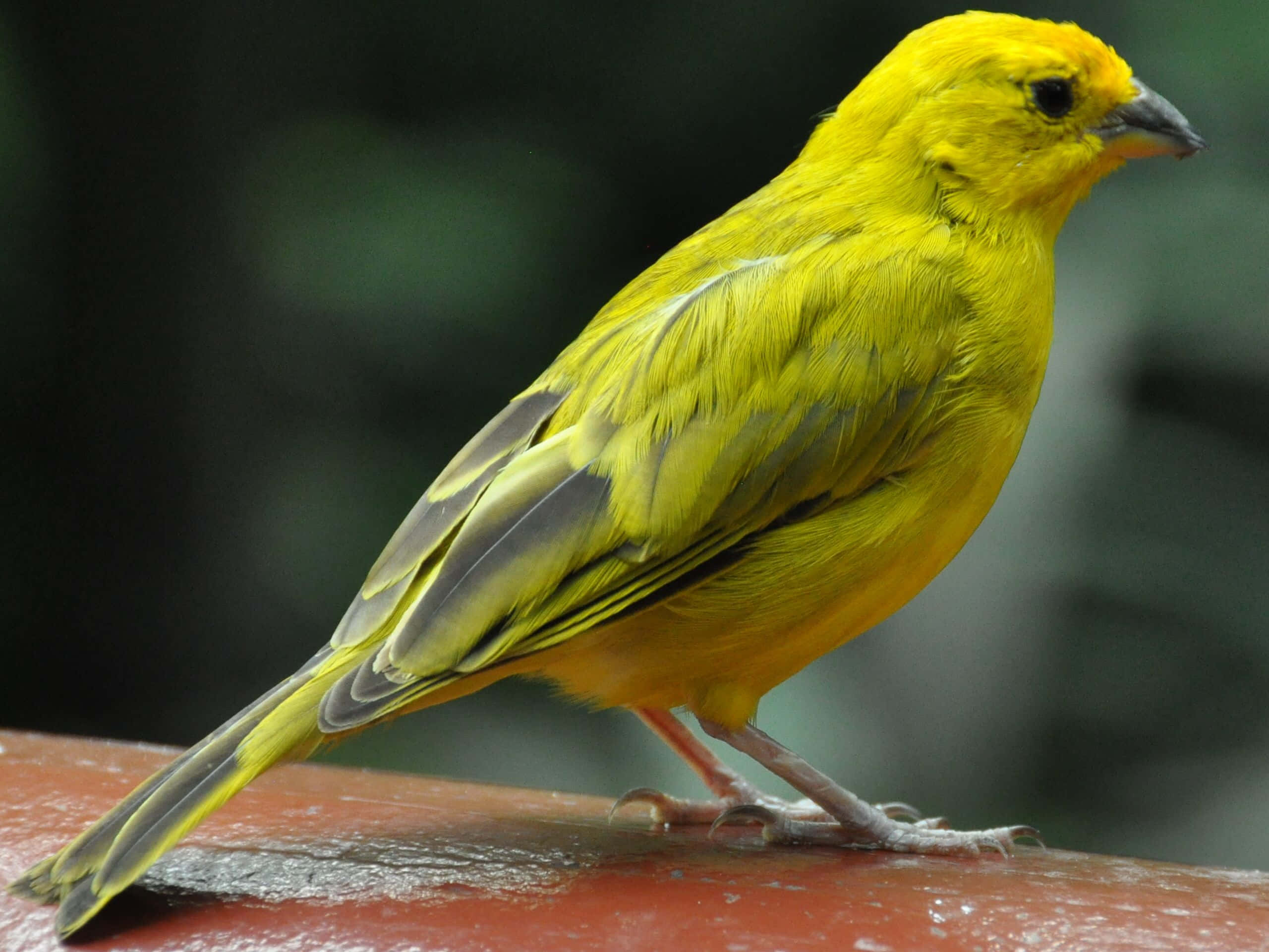 Yellow Canary 桌布 壁紙 — 一隻鮮黃色的鳥，帶有灰色翅膀點綴，平靜地棲息在風化的紅色表面上，背景是柔和模糊的綠色。
